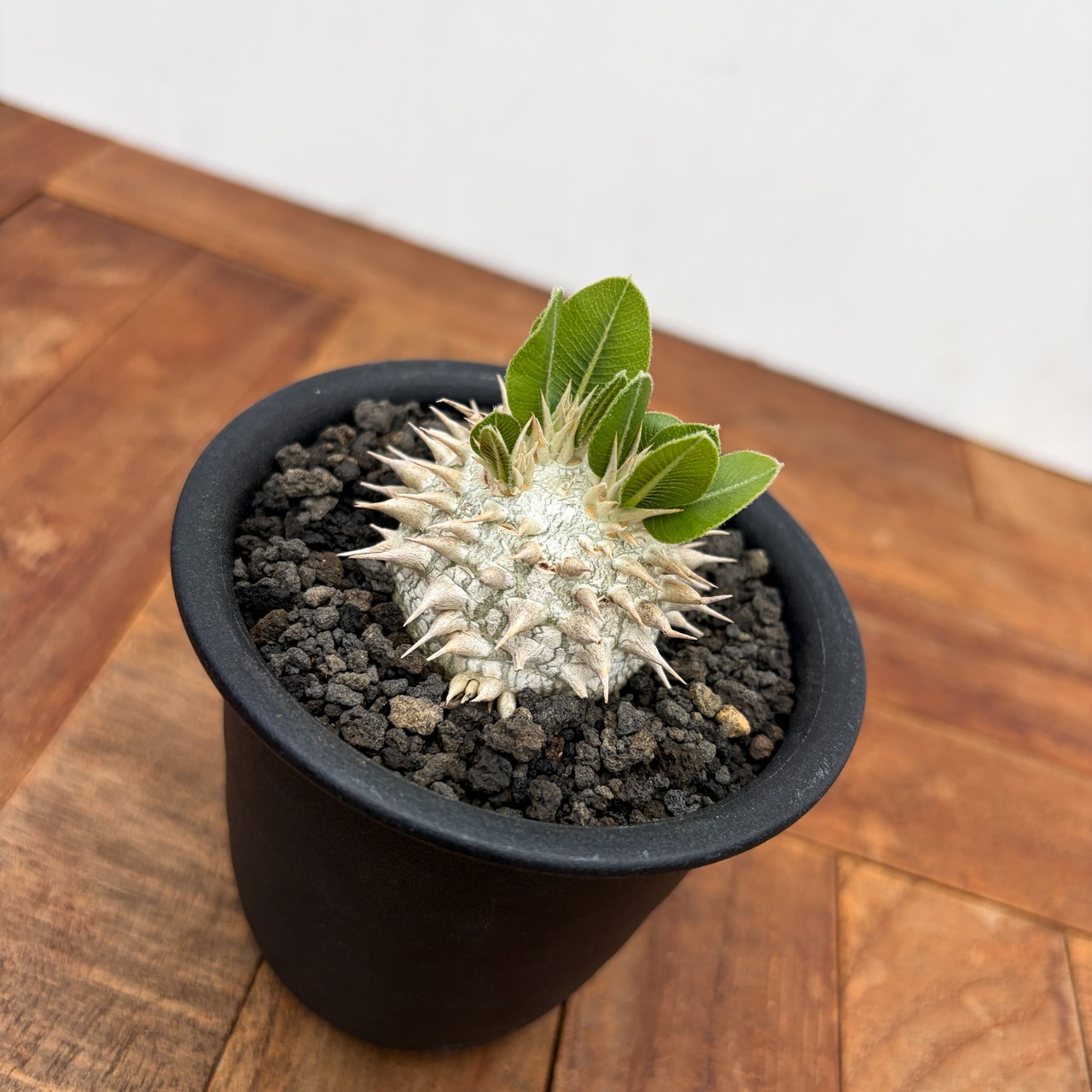 ご注文品Pachypodium brevicaule【パキポディウム・ブレビカウレ・レモンイエロー】