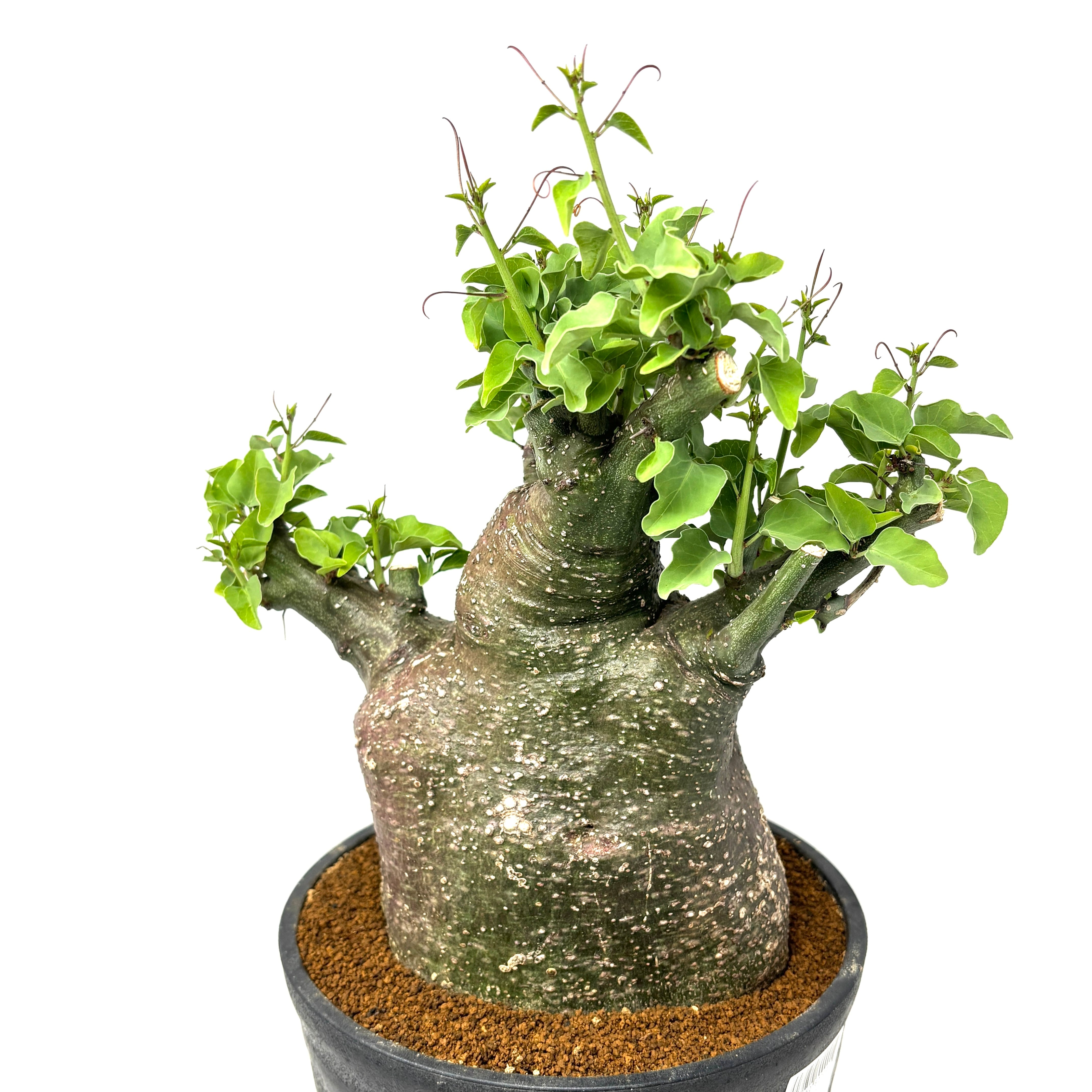 アデニア スピノーサ【691】 | PROTOLEAF プロトリーフ