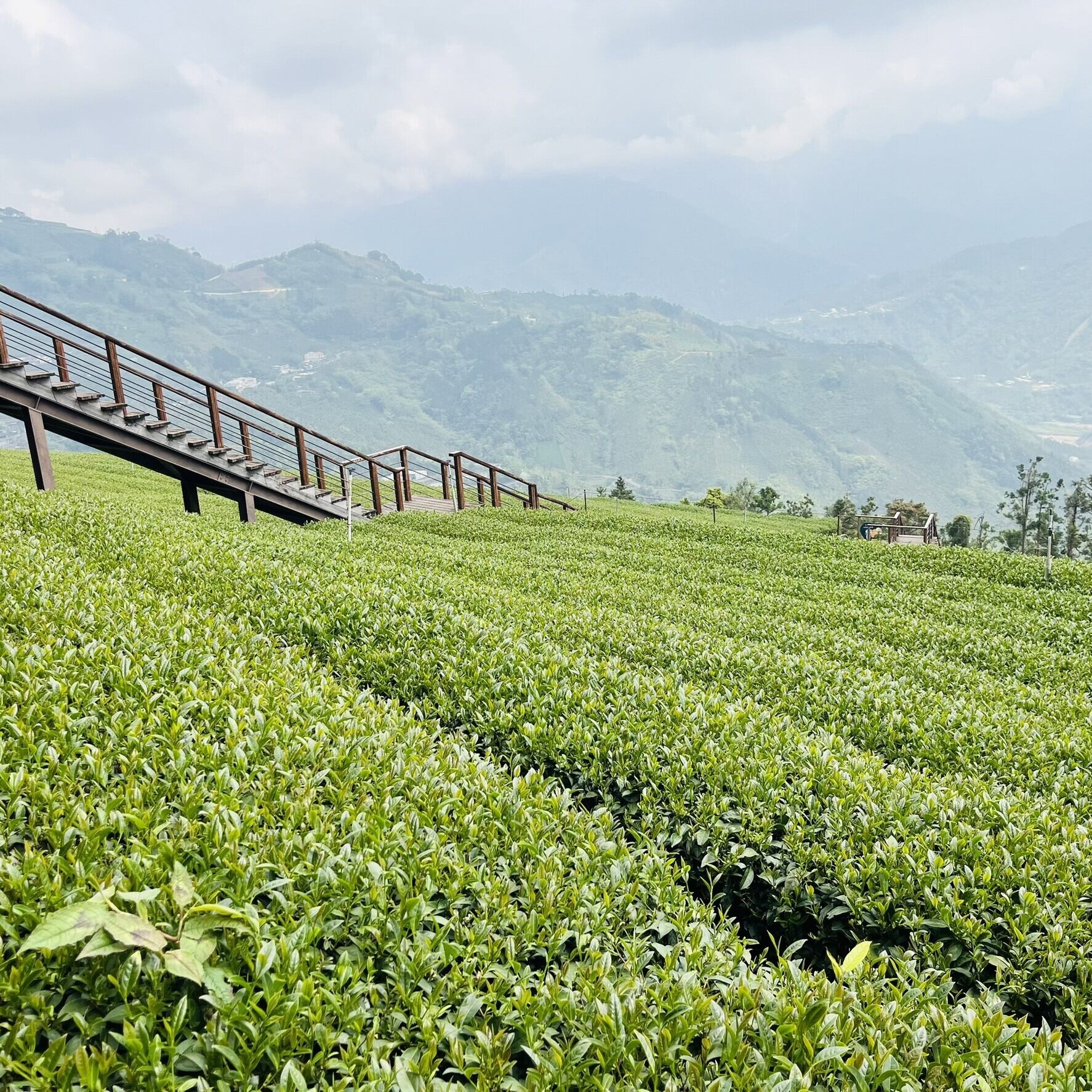 高山紅茶(こうざんこうちゃ） HIGH MOUNTAIN BLACKTEA リーフ 40g