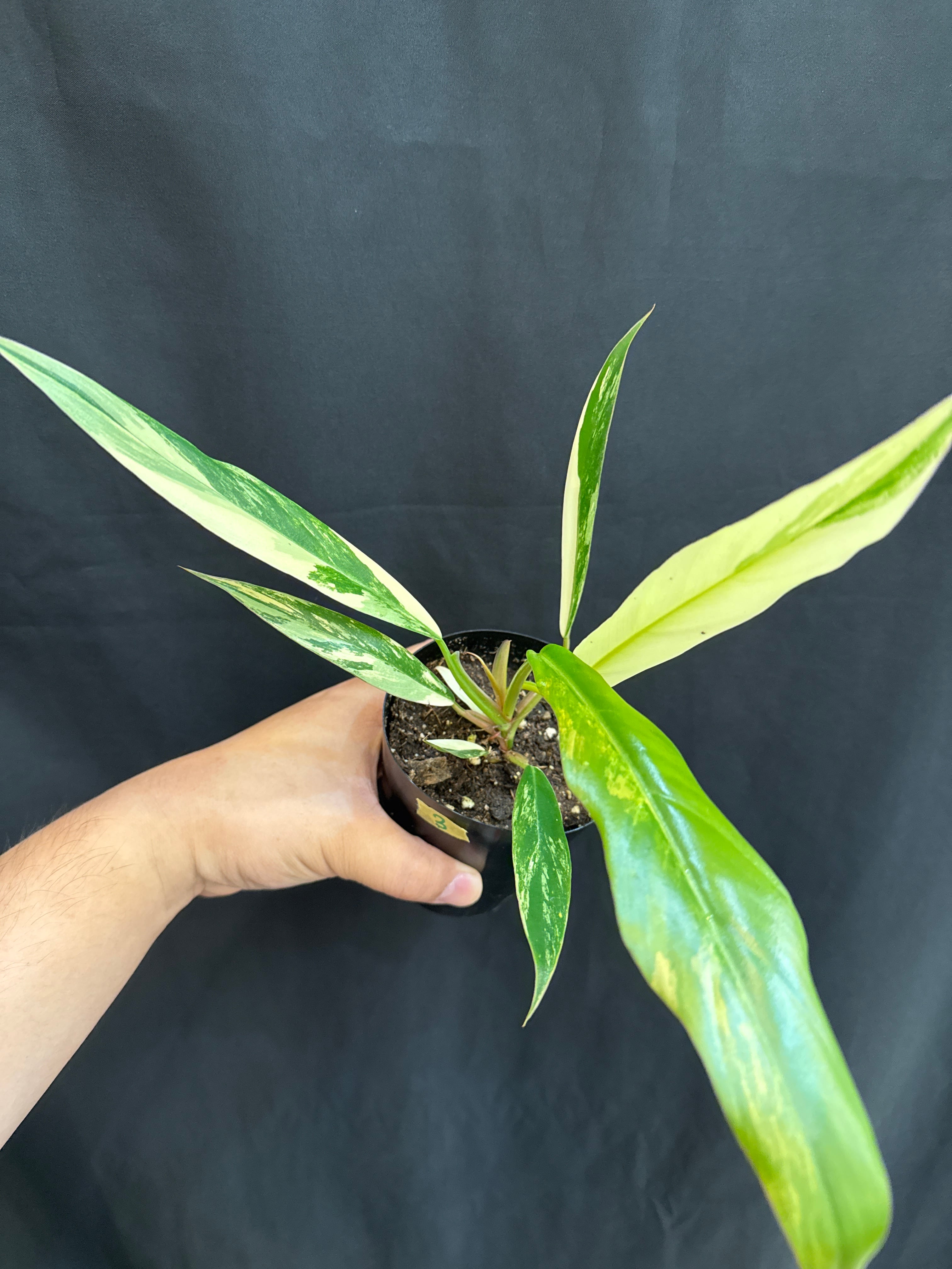 斑入り植物(バリエガータ・錦) | Gardenえん 【観葉熱帯植物】