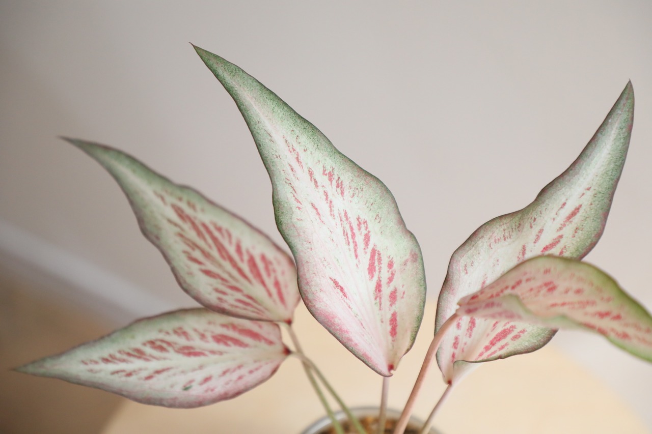 【S】カラジウム ホットハート/Caladium