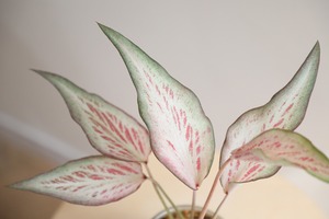 【S】カラジウム ホットハート/Caladium