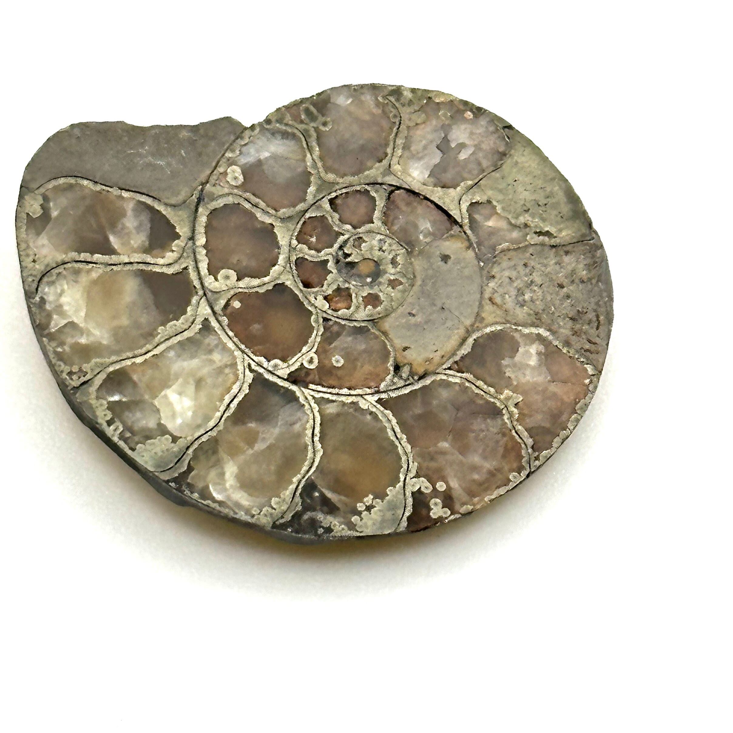化石】アンモナイト｜アクリル板と粘土付き | 縁起屋 春日