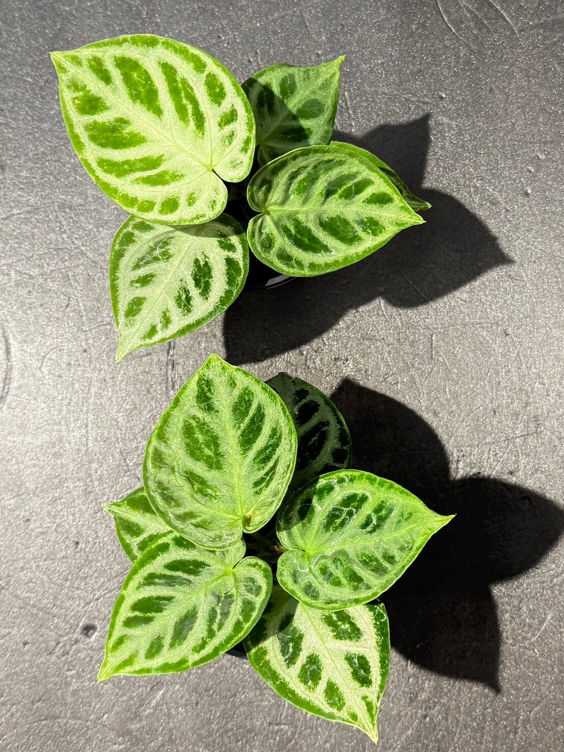 ドラヤキシルバーボール アンスリウム 観葉植物 3号 希少品種 | 観葉