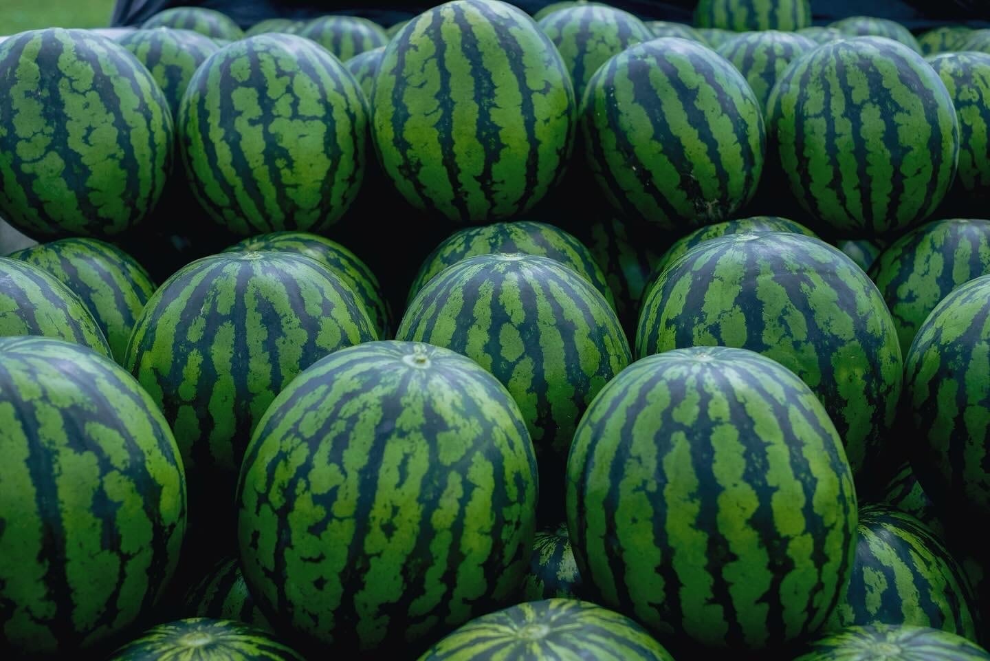 いしまの大玉すいか 秀品 2Lサイズ【1玉】スイカ 波田産 | たわらや農園