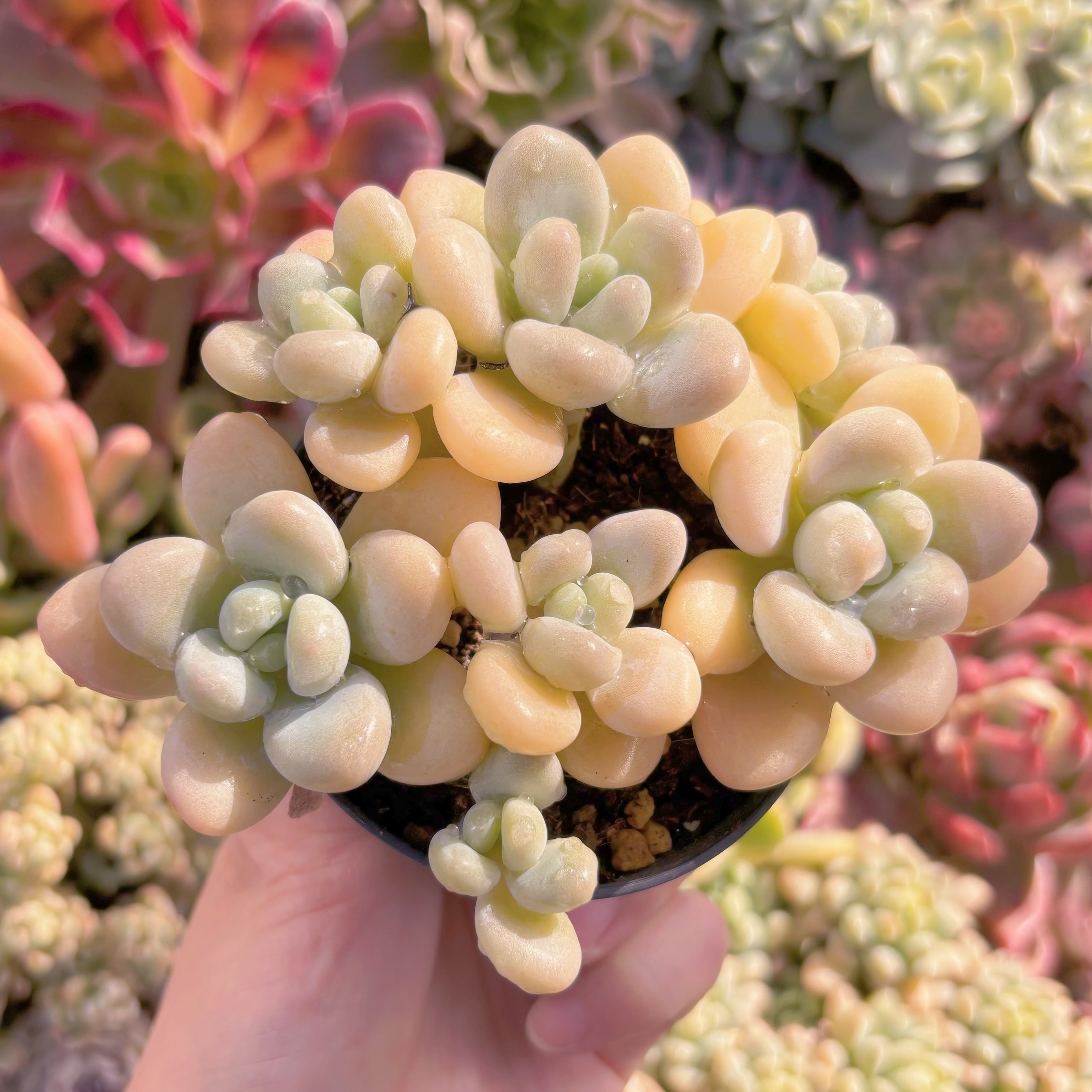 現品　洛神#1023　群生　るる農園