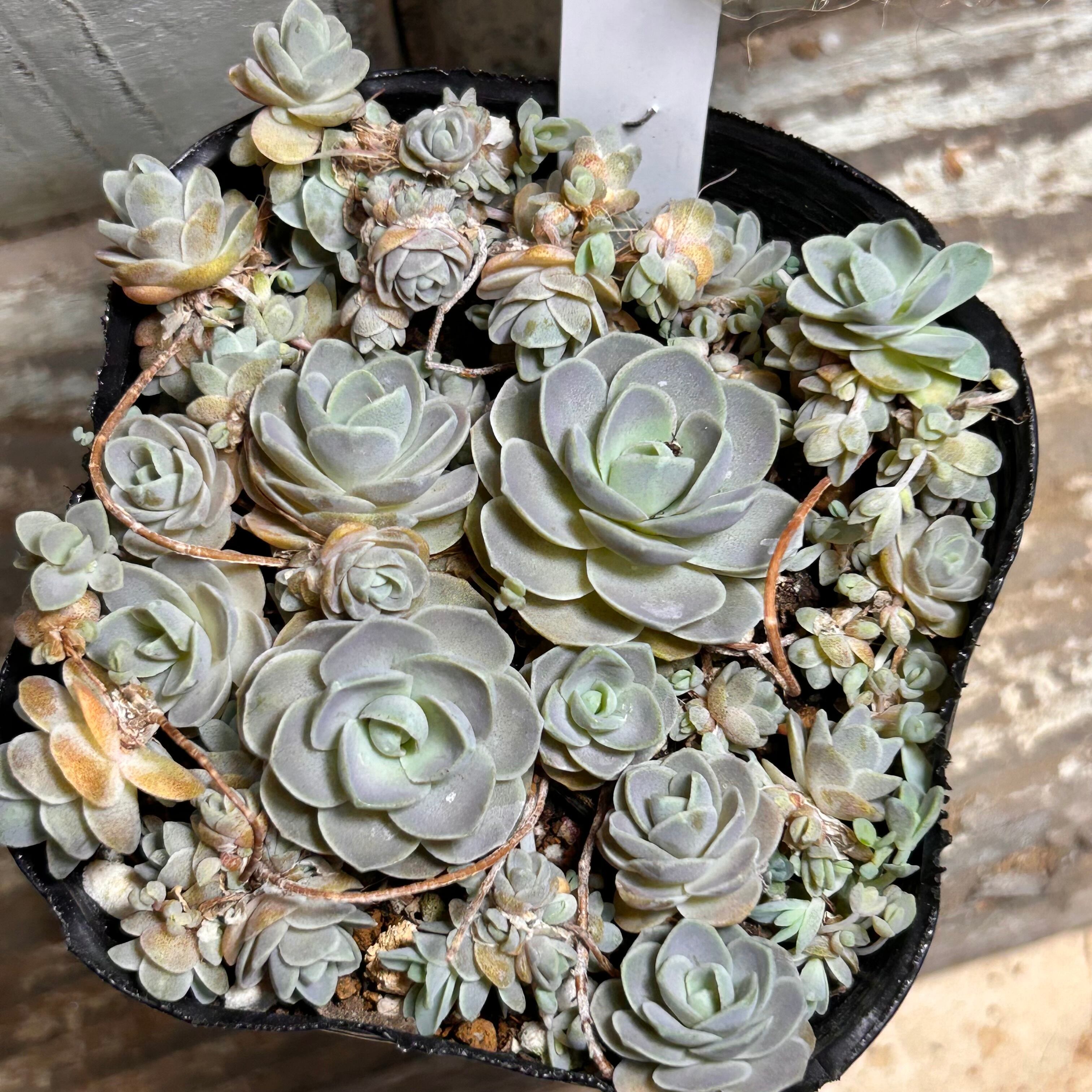 子持ち蓮華 | RuPo 多肉植物専門店