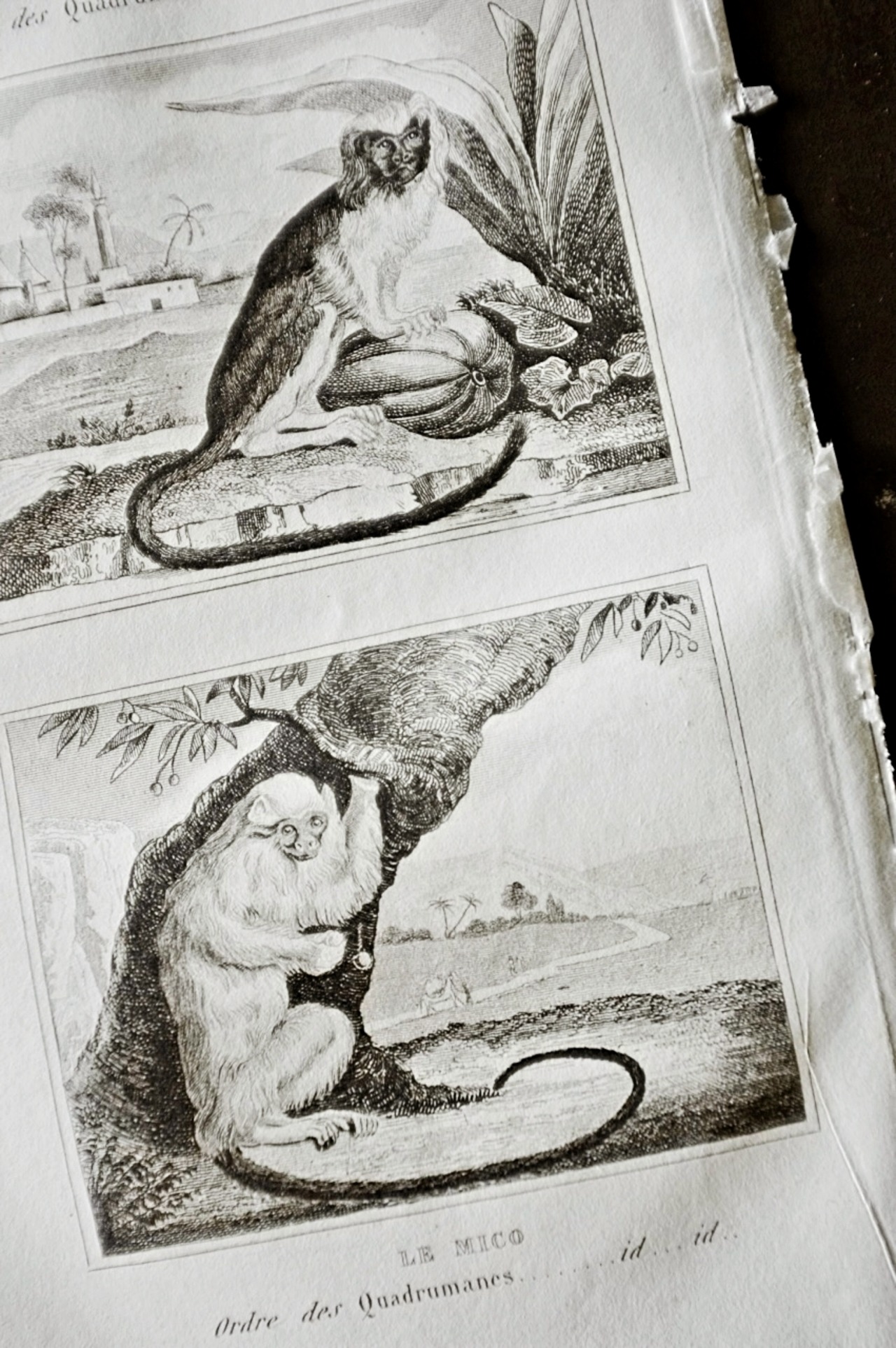 フランスアンティーク BUFFON 1835s ビュフォン伯爵による動物たちの博物画 ワタボウシタマリン  シルバーマーモセット