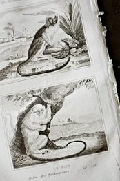 フランスアンティーク BUFFON 1835s ビュフォン伯爵による動物たちの博物画 ワタボウシタマリン  シルバーマーモセット