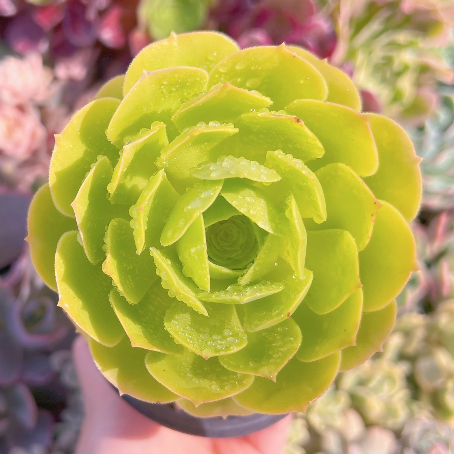 現品　グリーンカシミヤ#652　るる農園