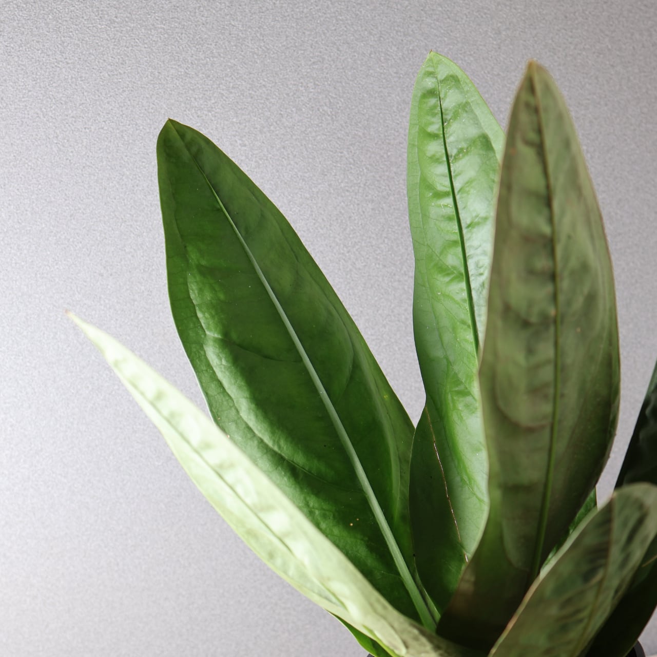 424 圧倒的存在感『アンスリウム スーパーバム ジャイアント』観葉植物