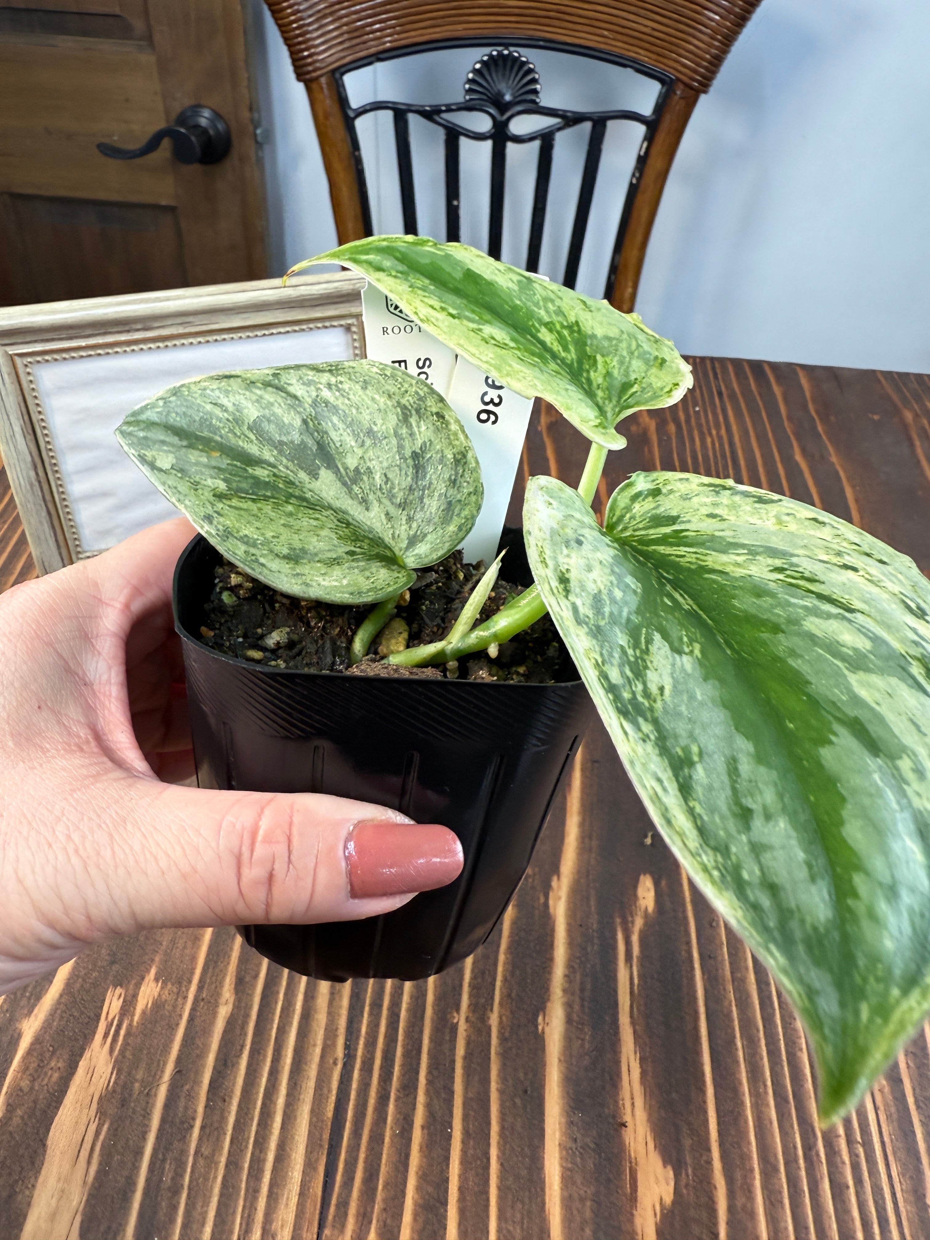 ☆1936【輝くホログラム】スキンダプサス エキゾチカ ホログラム(3.5号