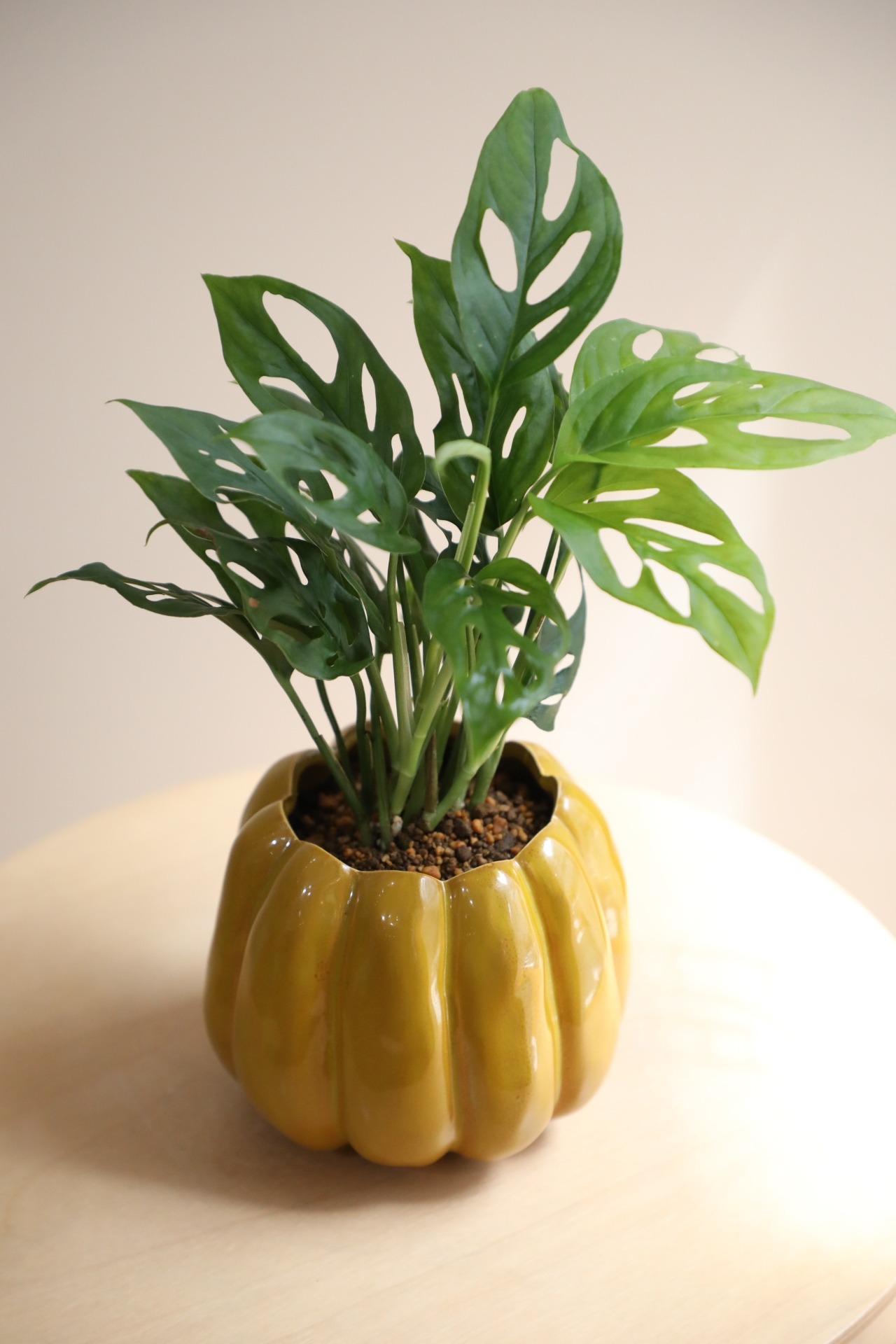 【S】マドカズラ/Monstera adansonii