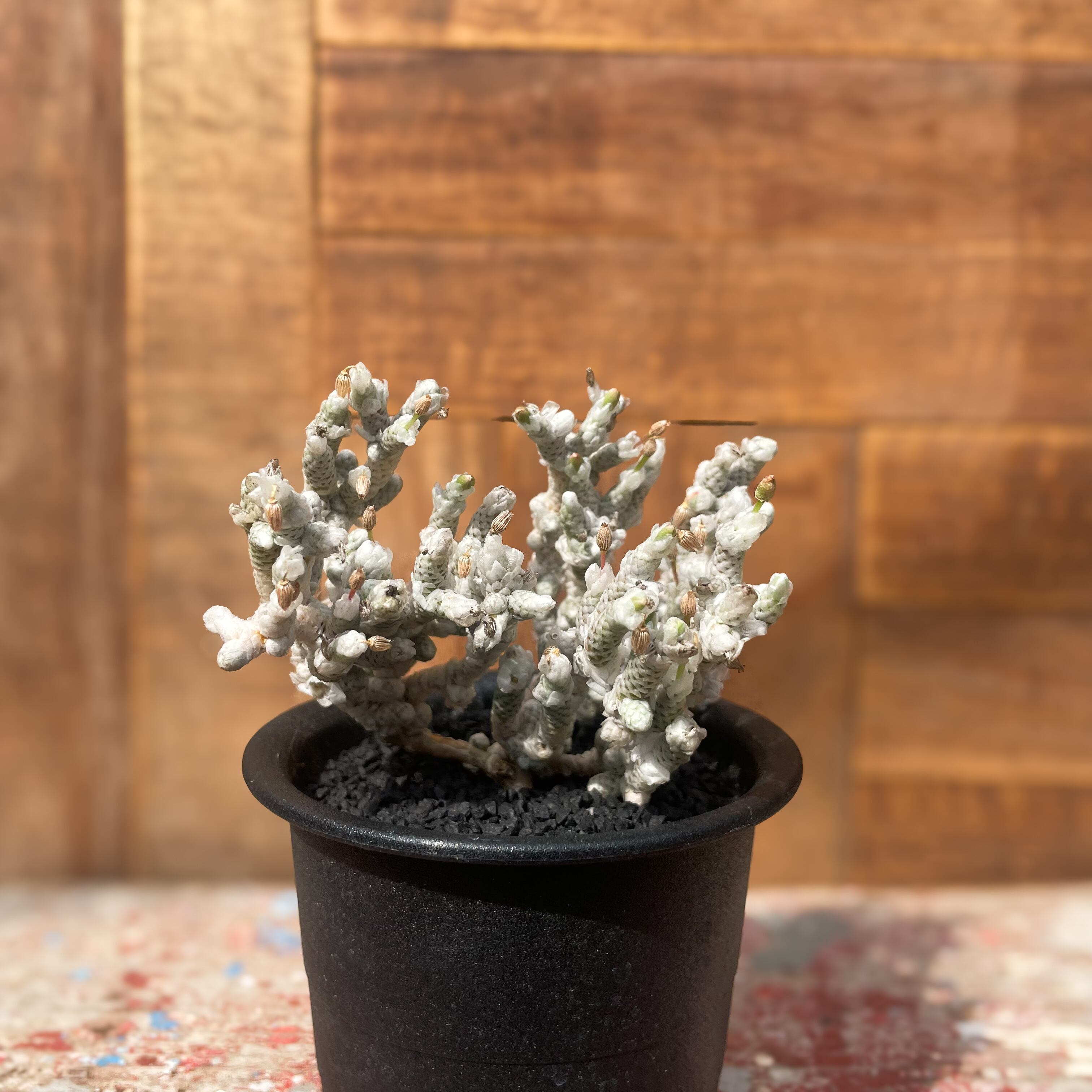 Avonia recurvata ssp.buderiana【アボニア・ブデリアーナ・実生