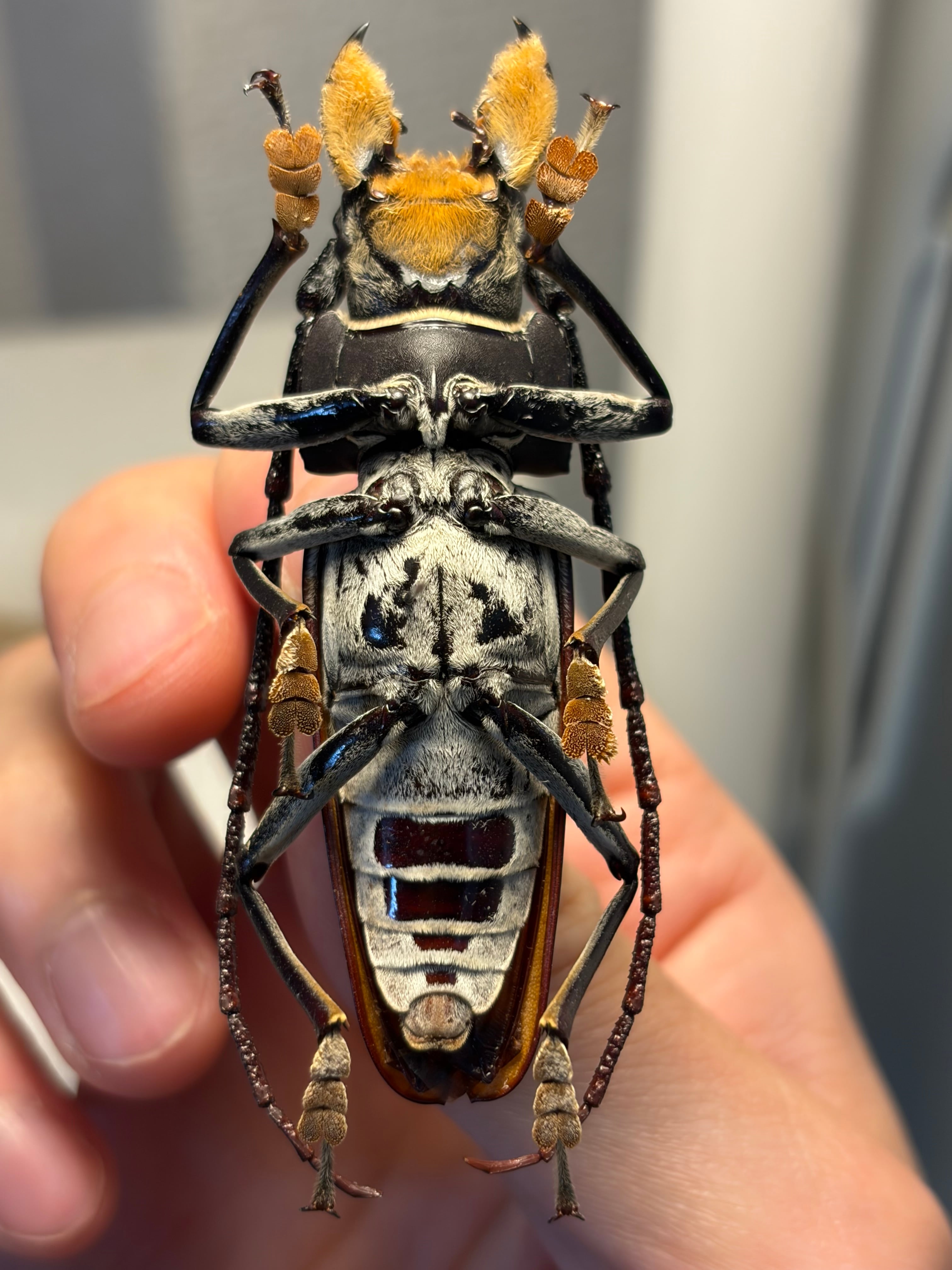 【103mm】アラゲオオウスバカミキリ 甲虫昆虫標本タランチュラ　標本 66mm】顎が剛毛なアラゲオオウスバカミキリ 甲虫昆虫標本タランチュラ