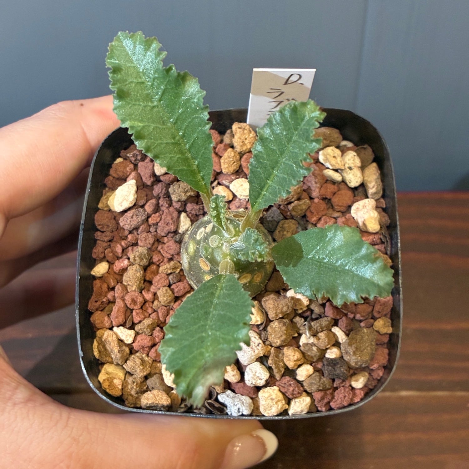【タイ輸入株】ドルステニア　ラブラニー 新着3日限定10%OFF】ドルステニア ラブラニー【335】 | PROTOLEAF