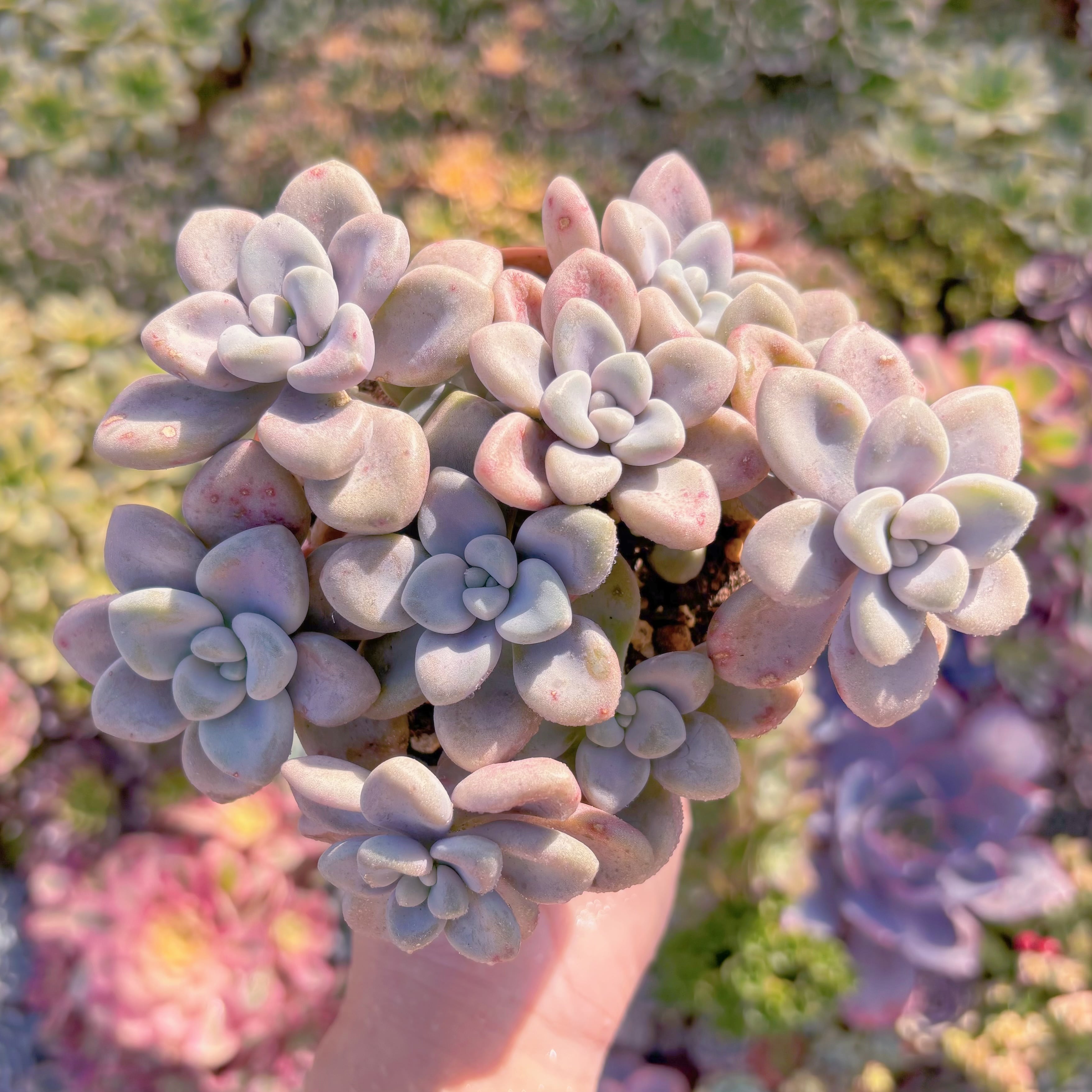 多肉植物　エイレン(8頭)　新入荷　るる農園