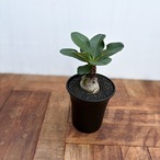 Euphorbia ramena【ユーフォルビア・ラメナ】