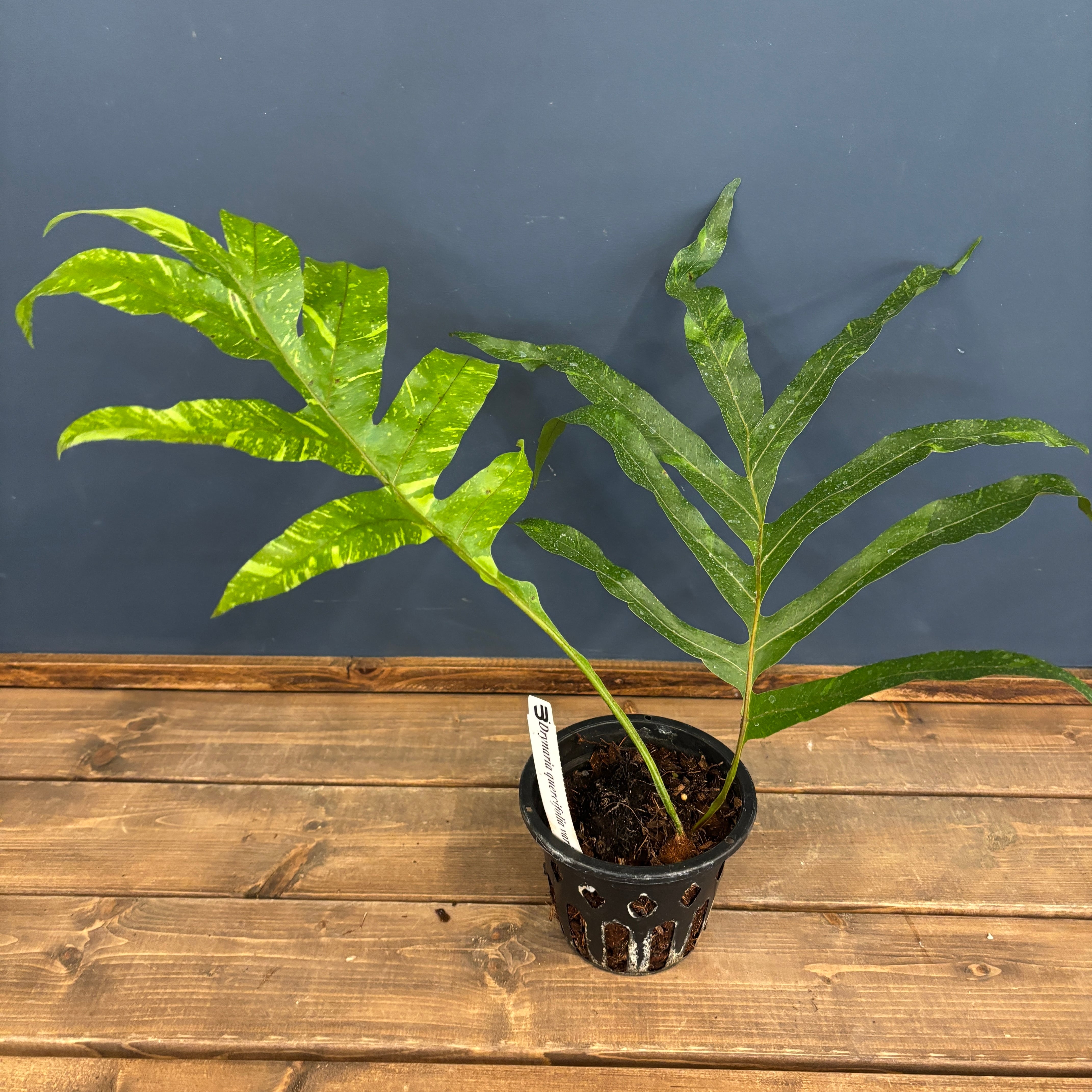 ドリナリア クエルシフォリア 斑入り【678】