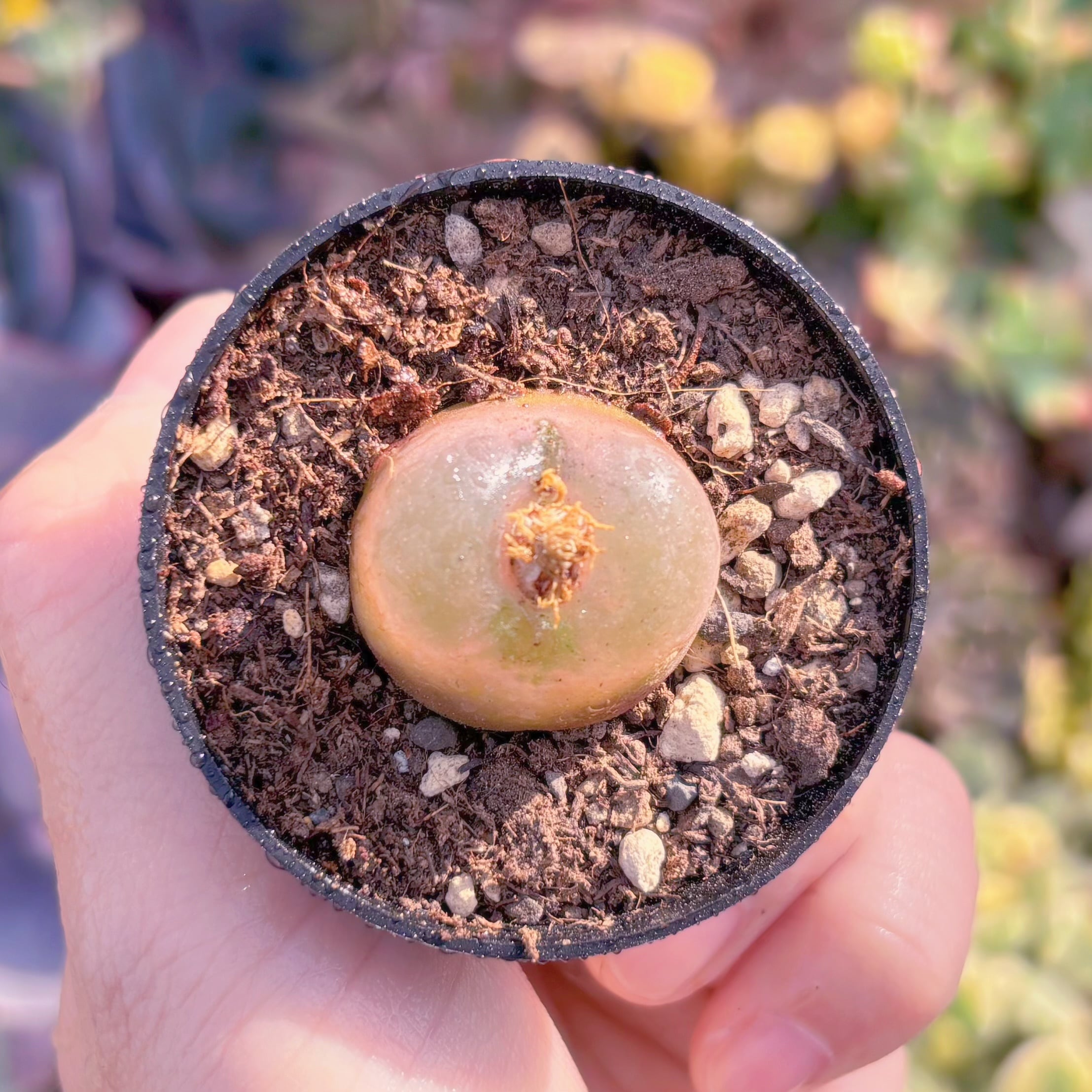 現品　マウガニー#B44　るる農園