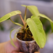 Philodendron Radiatum x Florida Beauty x Mayoi / フィロデンドロン③