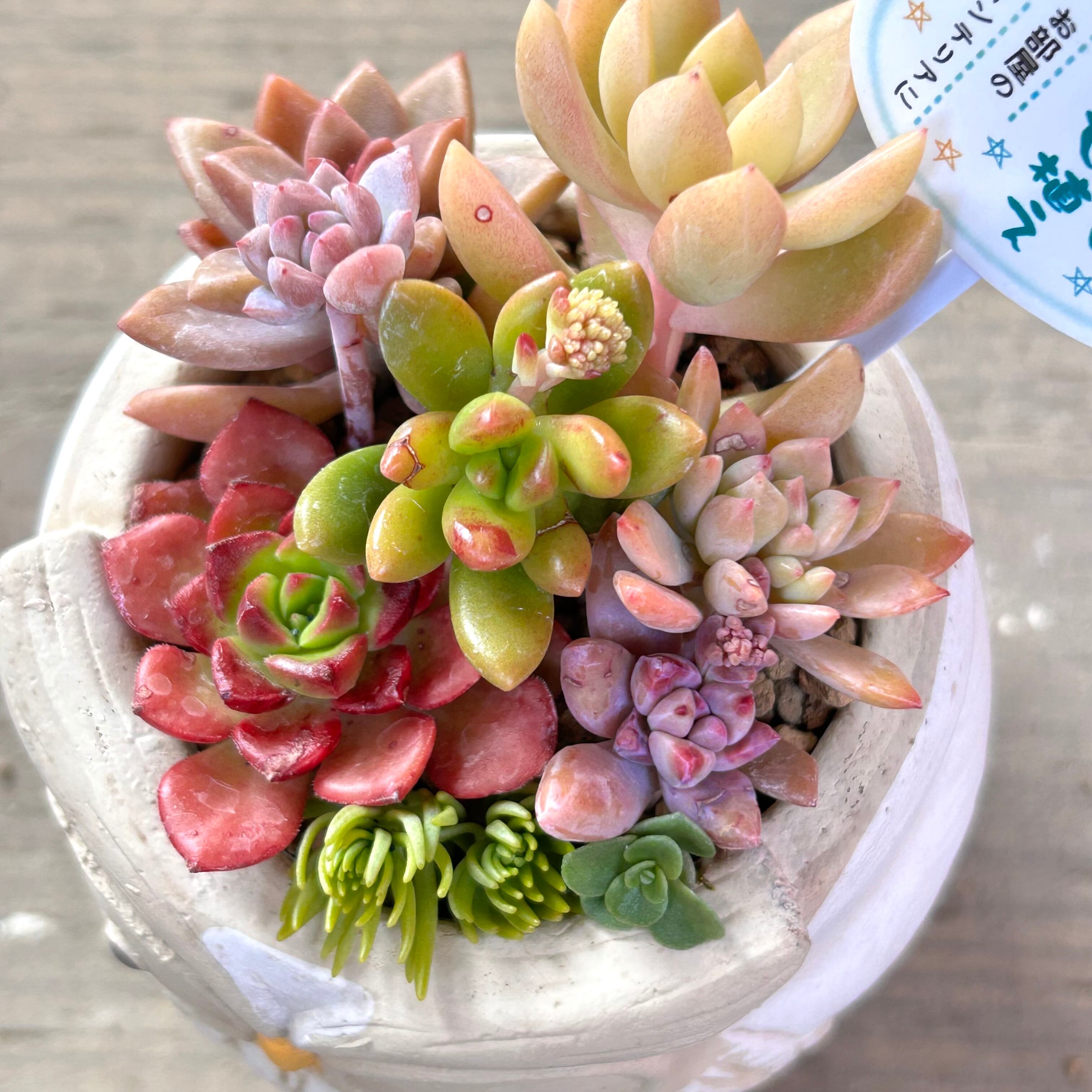 T)可愛い多肉の寄せ植え(フクロウ | RuPo 多肉植物専門店