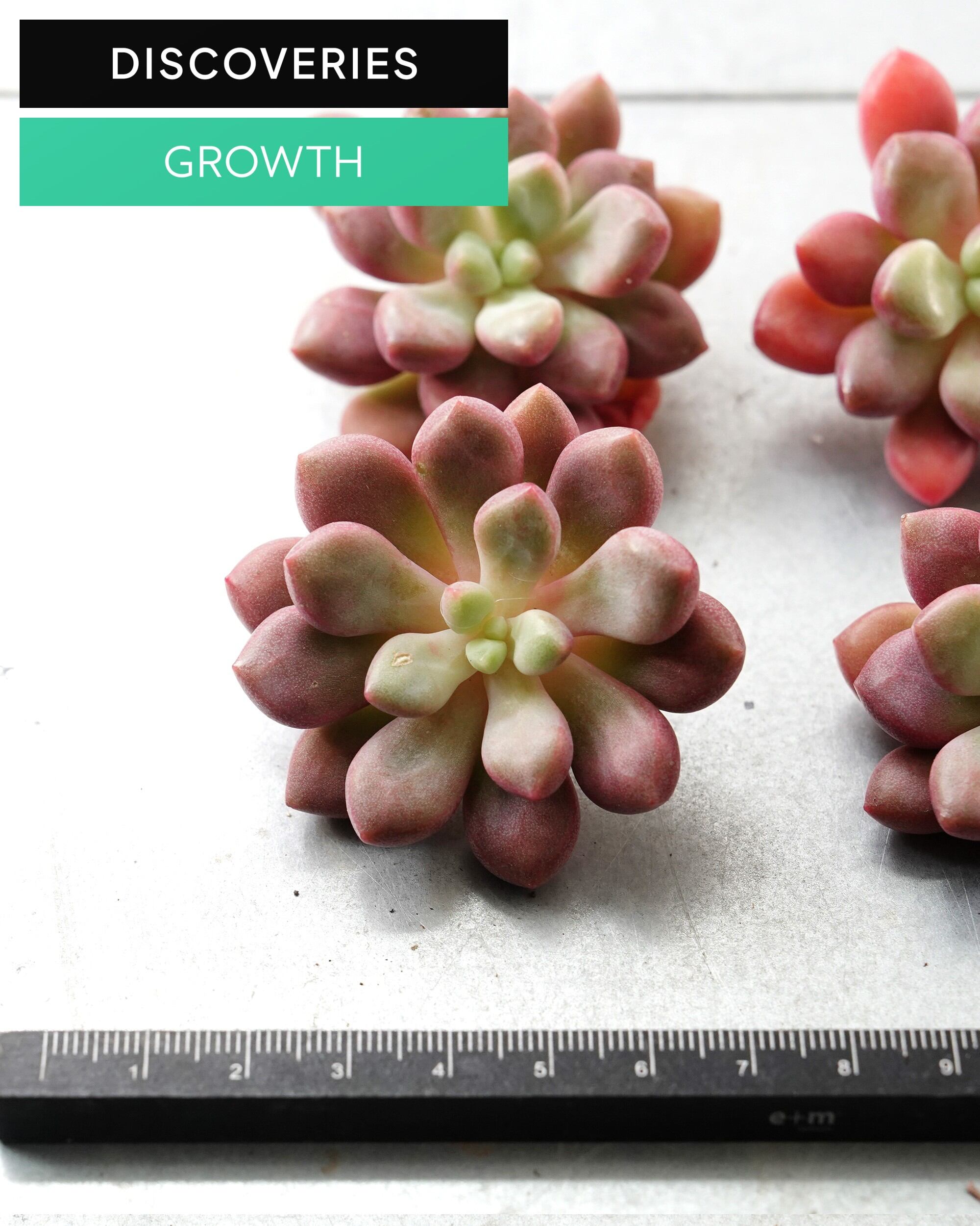 ユーフォルビア カット苗 カット苗 ユーフォルビア バラネビス S Euphorbia rapulum | PUKUBOOK