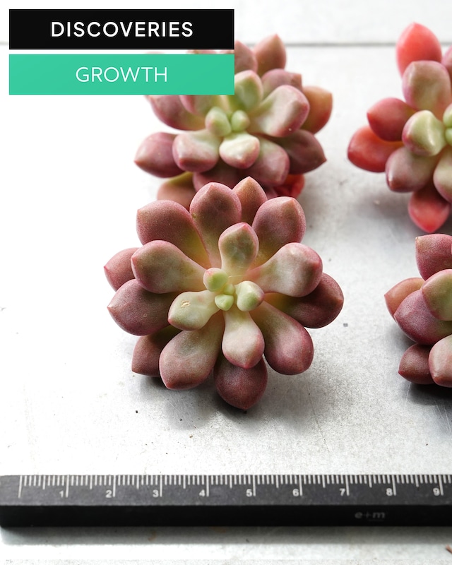 一部発根済カット苗 ブルーダイヤモンド M Echeveria 'Blue Diamond'