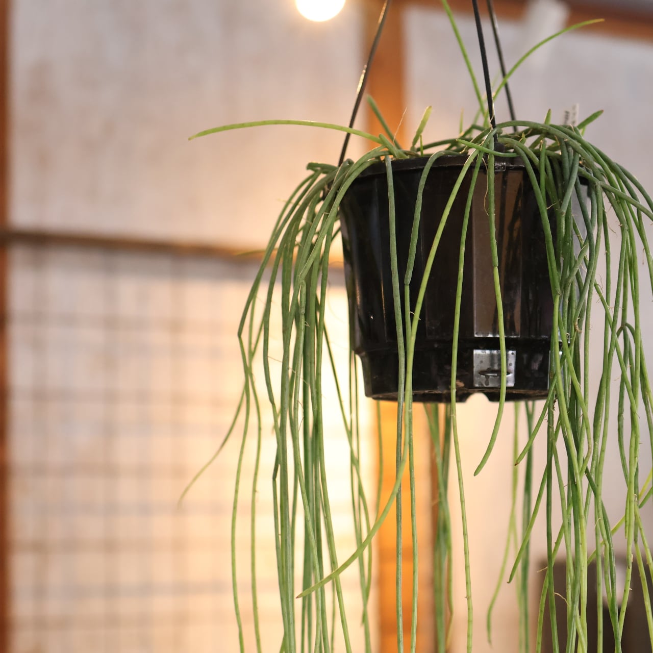 540『リプサリス スティッキリー』観葉植物【送料無料】 | MARX PLANTS