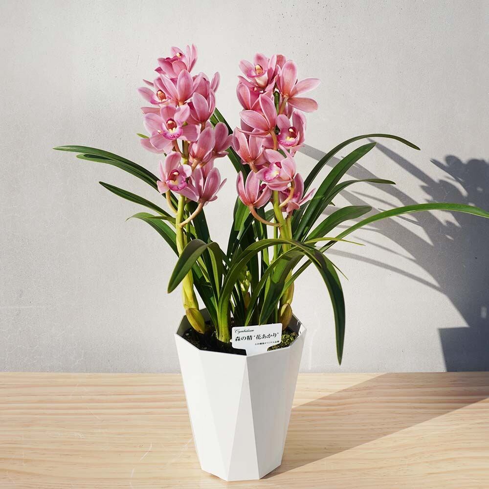 しんびすと石田隆博から届く最高品質のテーブルシンビジウム ピンク系 送料込み よいはな Yoihana 最高品質のお花をお届けするネット通販