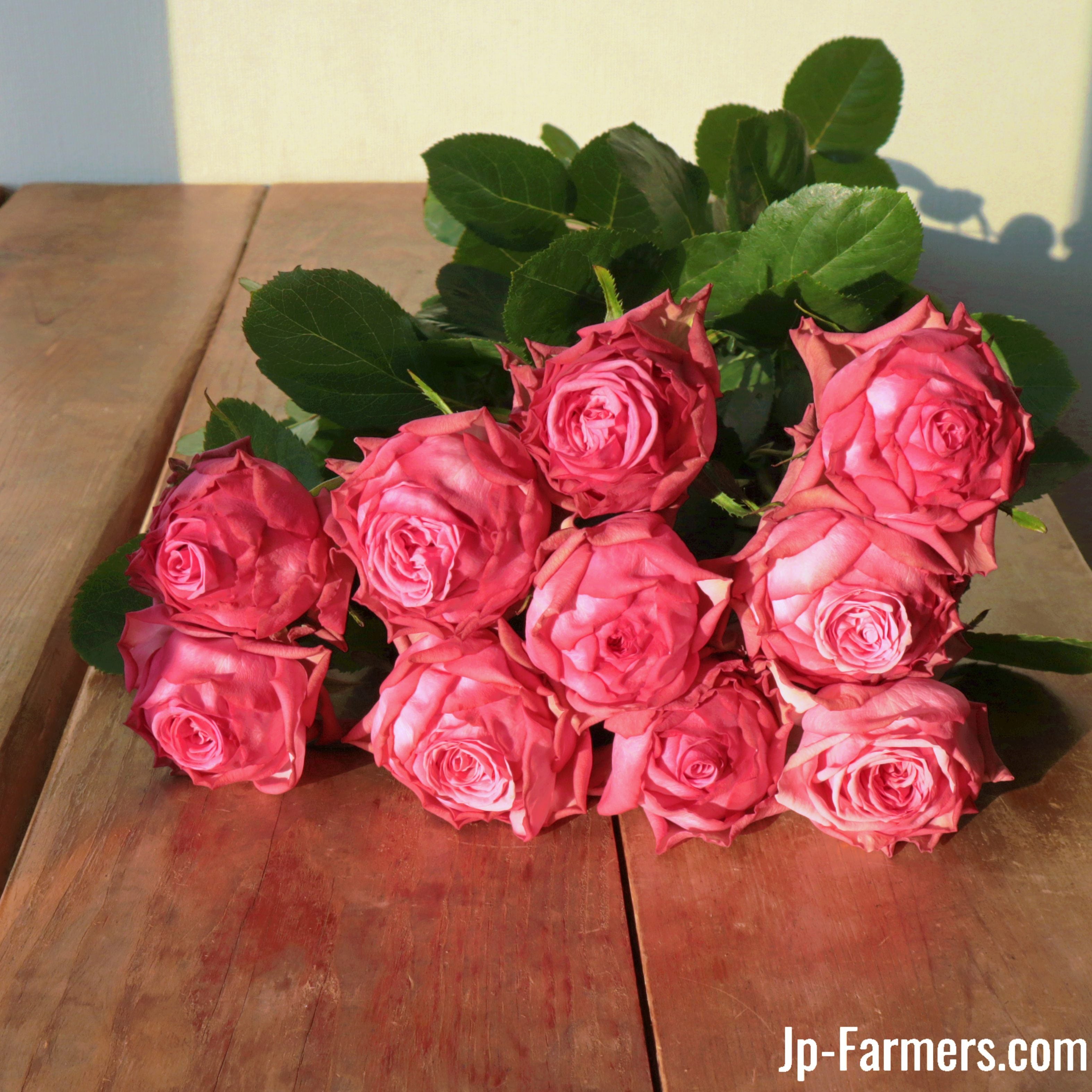 FINEROSE ☆バラ 品種名：ローズシノ 花弁の多さには自信が