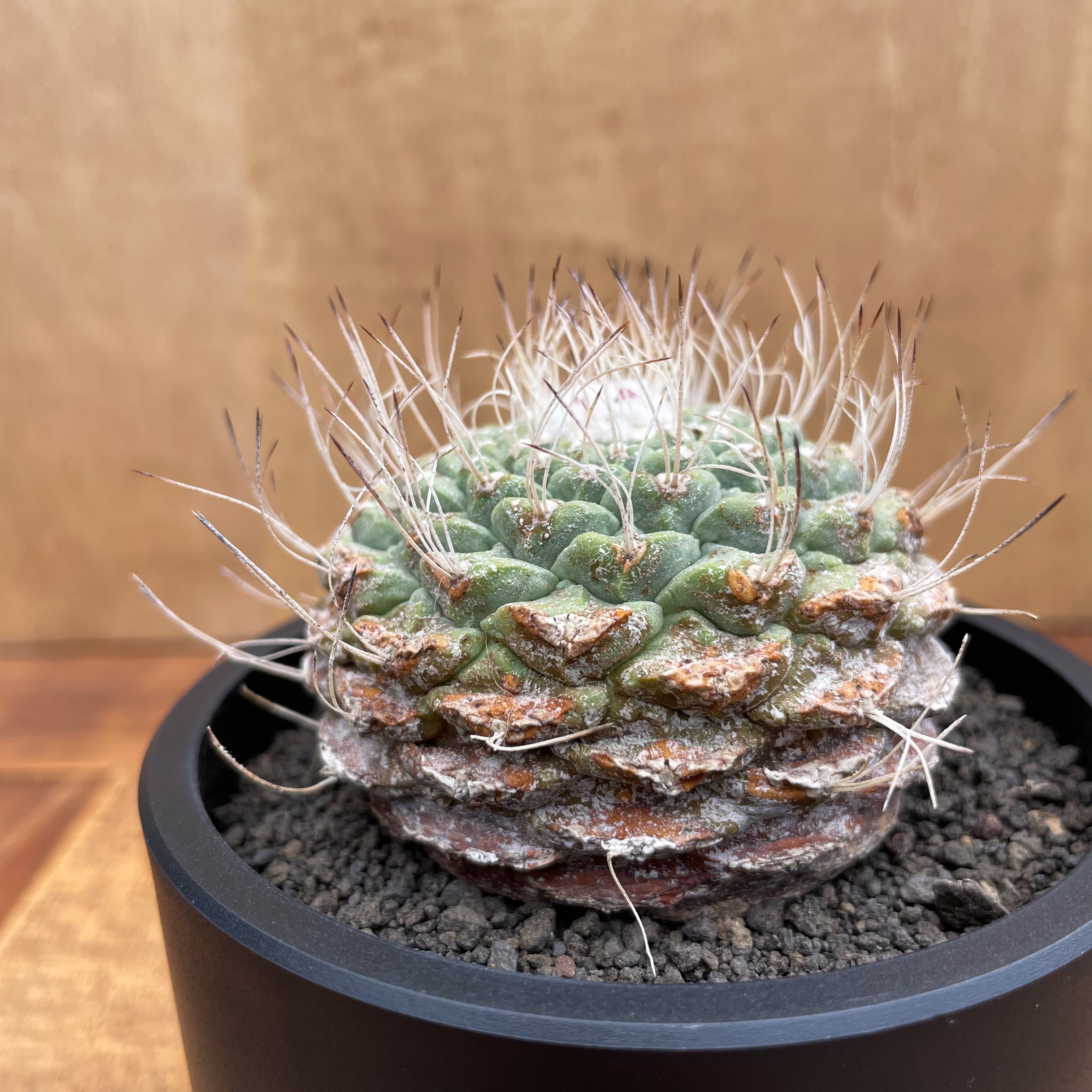 Storombocactus disciformis【ストロンボカクタス・菊水・実生 Storombocactus disciformis【ストロンボカクタス・菊水・実生