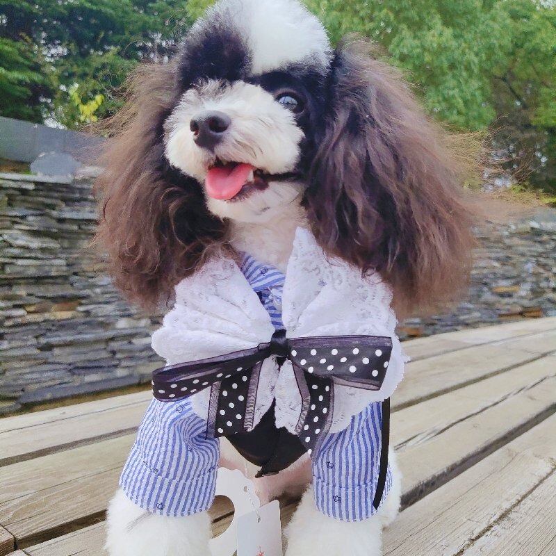 大型犬もok 大きめリボンのタキシード おむのおうち