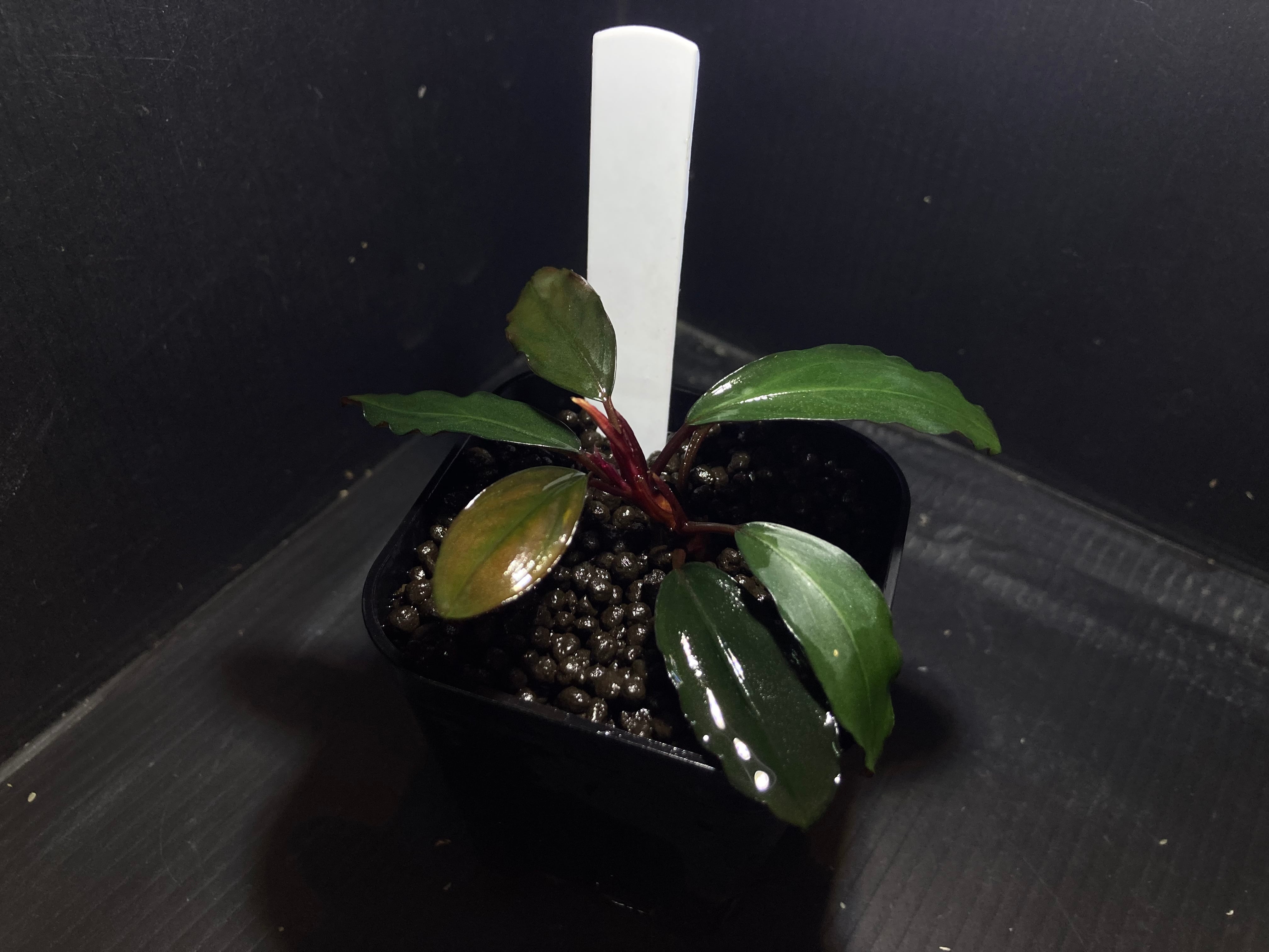 63 ブセファンドラ pygmaea var marble6株まとめ袋 63 ブセファンドラ pygmaea var marble6株まとめ袋 63 ブセファンドラ