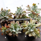 選べる抜き苗 ホルウェイ錦 大株群生1〜6頭 Echeveria 'Holwayi Variegated'