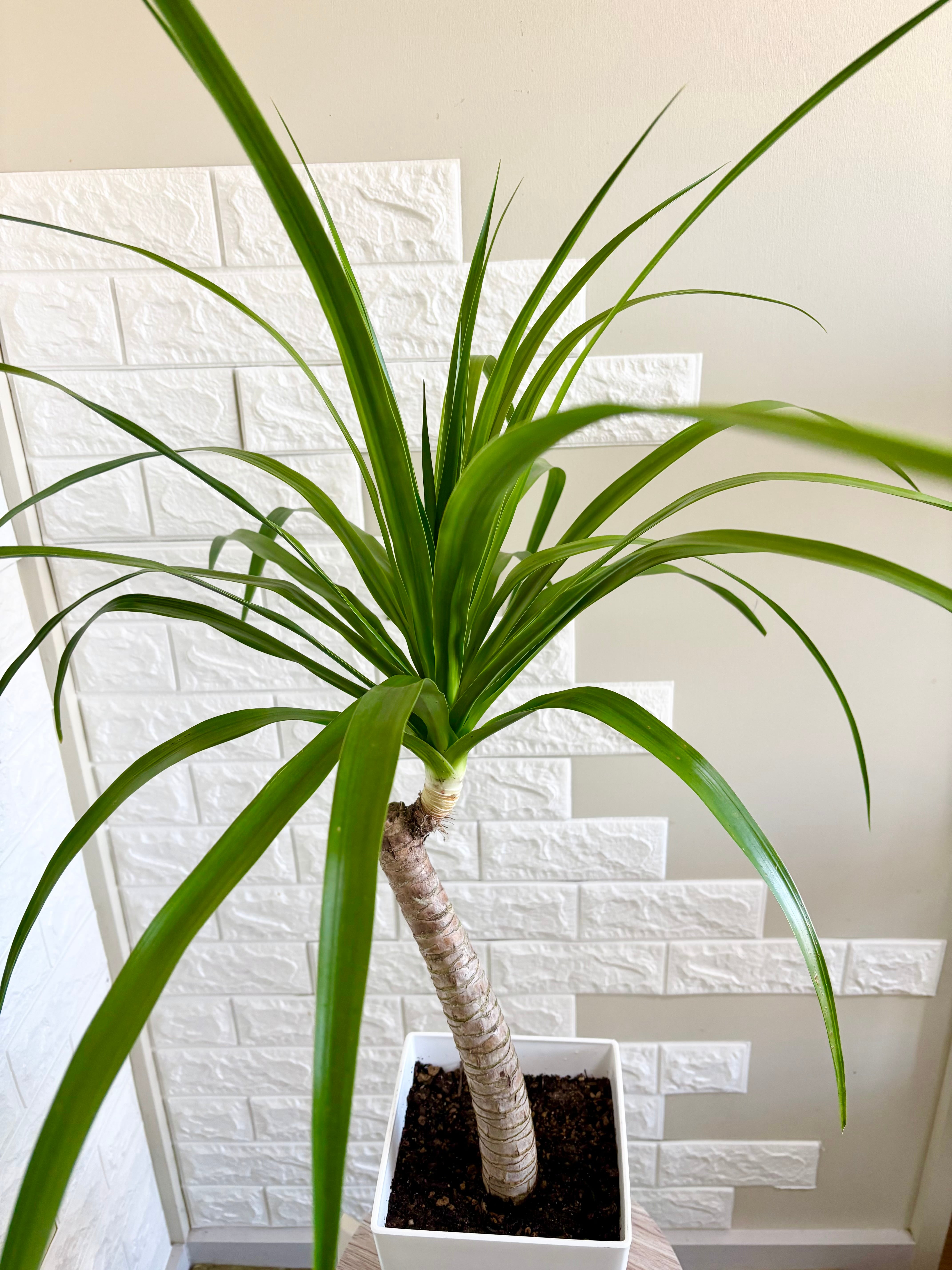 希少⭐️ドラセナカンボジアーナ 観葉植物 | 観葉植物のお店 feerie