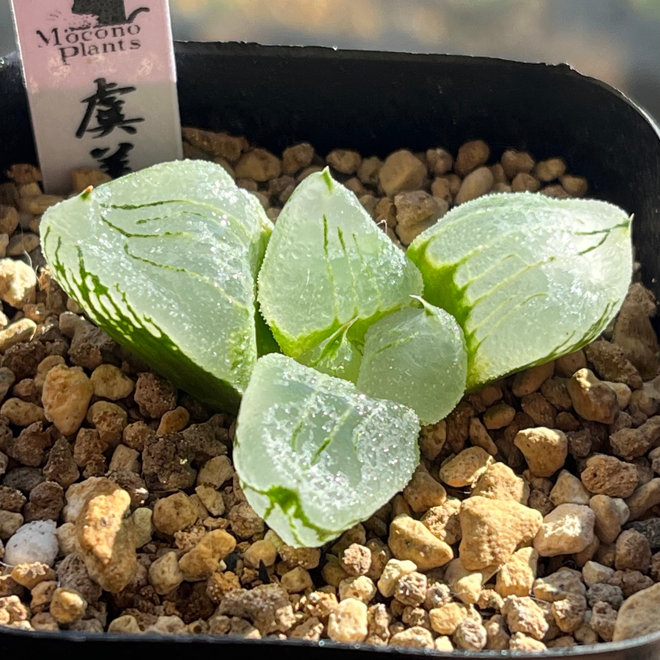 ハオルチア ピグマエアミュータント錦 | mocono_plants