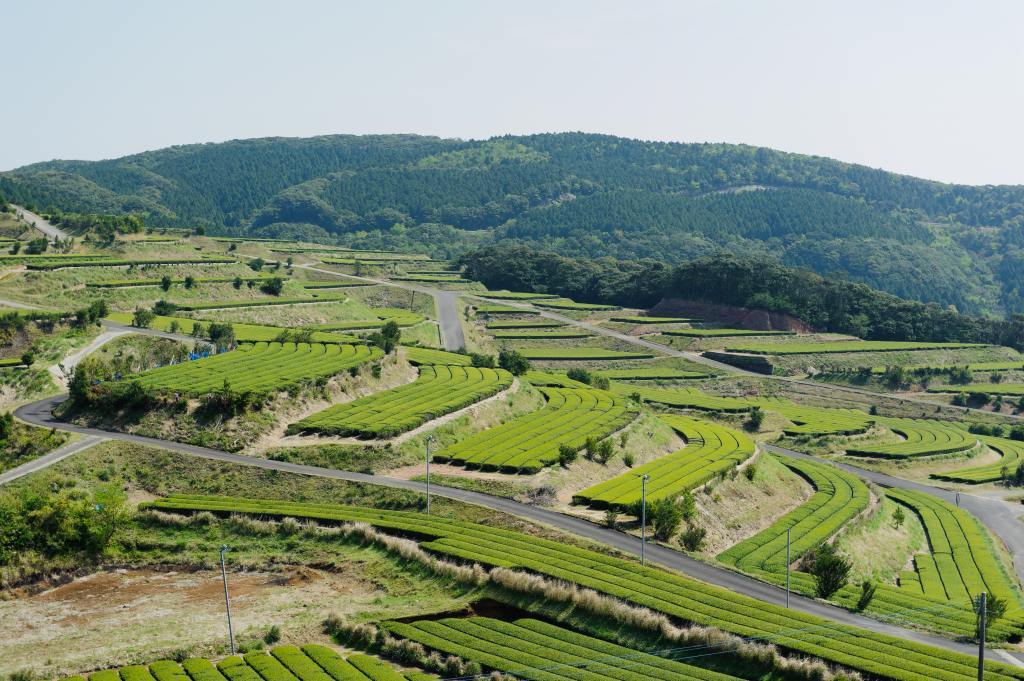知覧茶 後岳 | 知覧茶専門店 KOIGOI