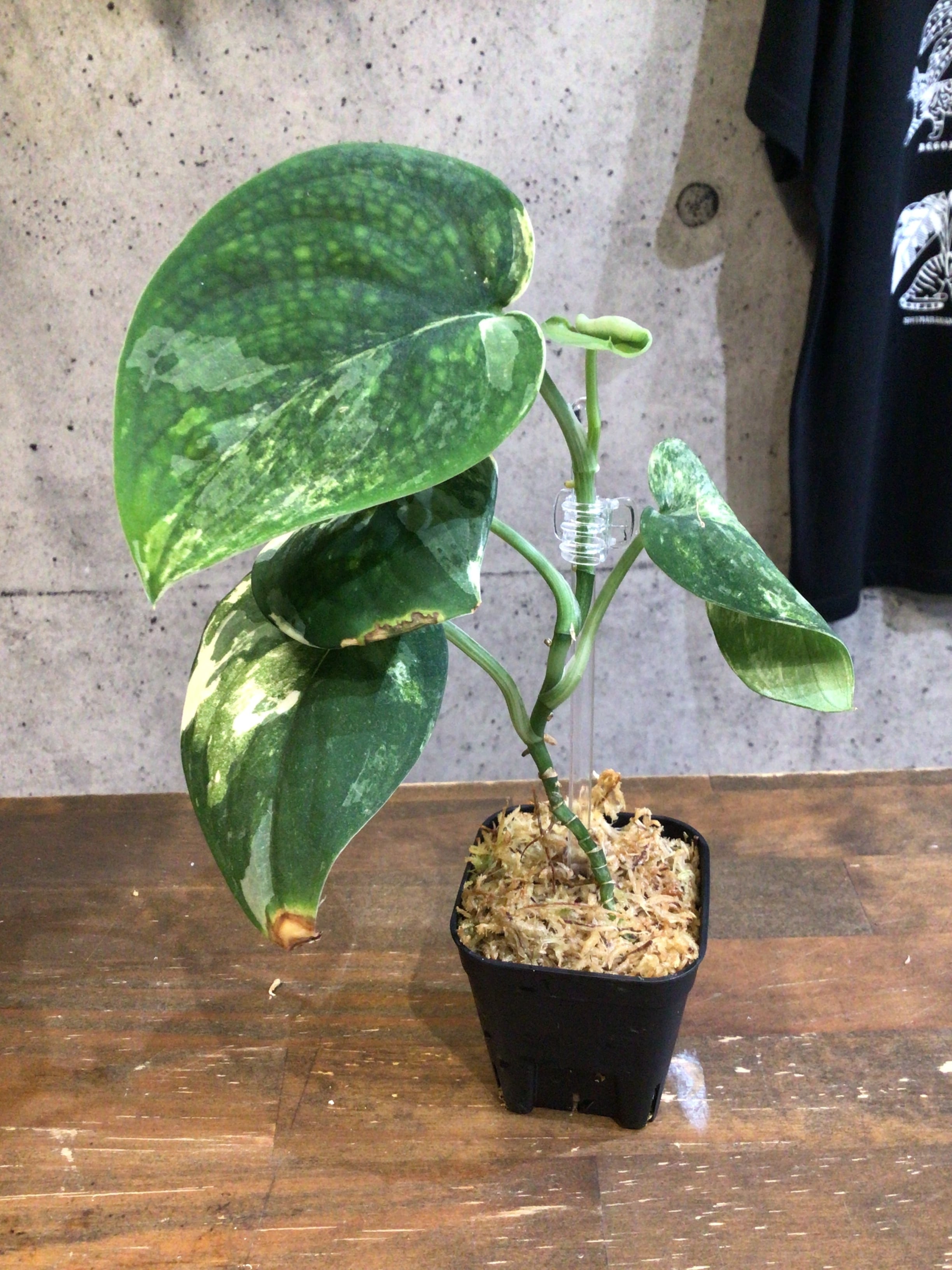 S104 スキンダプサス マングライ | MIDORIYA 観葉植物専門店