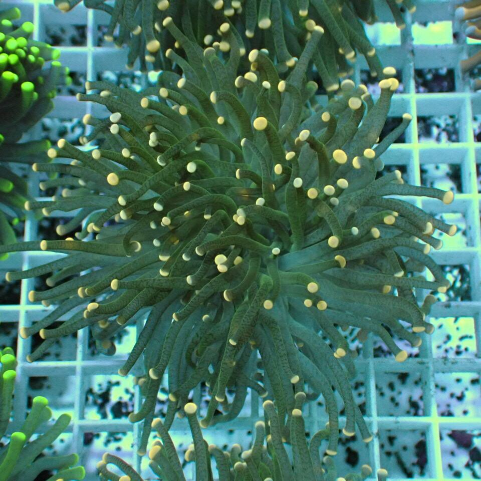 Tropic Marin Nitribiotic 25mlトロピックマリン プロバイオティック