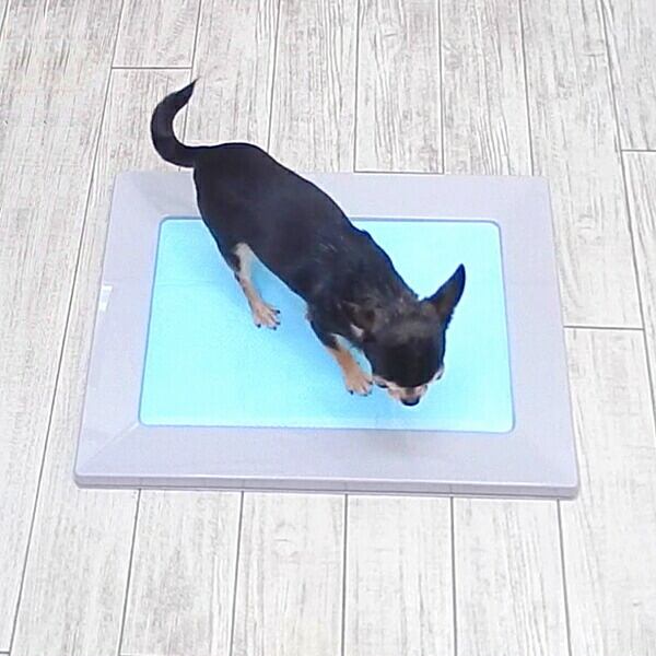 マグネット スクエア トイレトレー レギュラー チワワ 犬 トイレ 小型