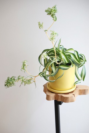 【S】オリヅルラン ボニー/Chlorophytum comosum Bonnie　※陶器鉢付き