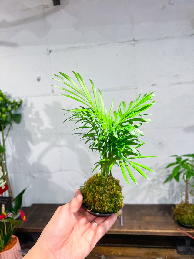 【父の日】テーブルヤシ 苔玉
