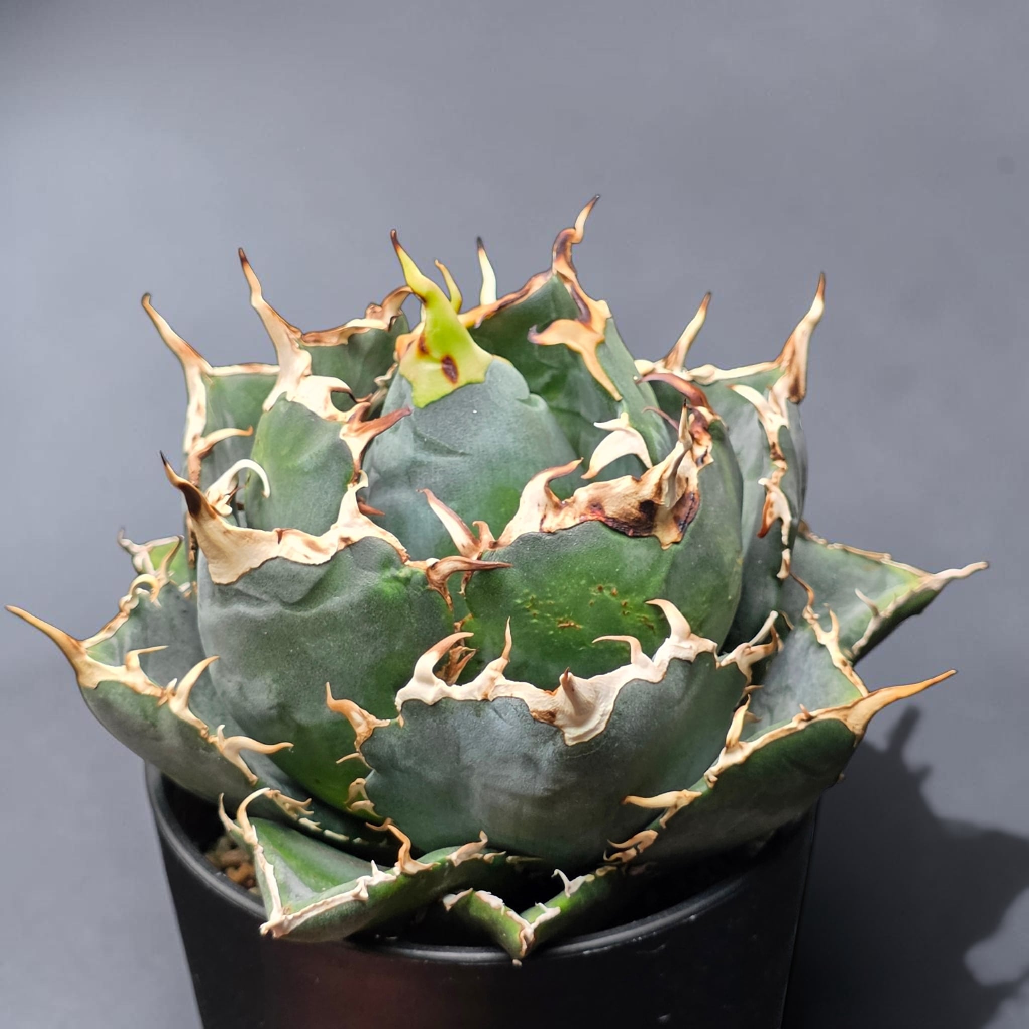 アガベ チタノタ 白鯨 (Agave titanota 'Hakugei') | BRIDGE GARDEN
