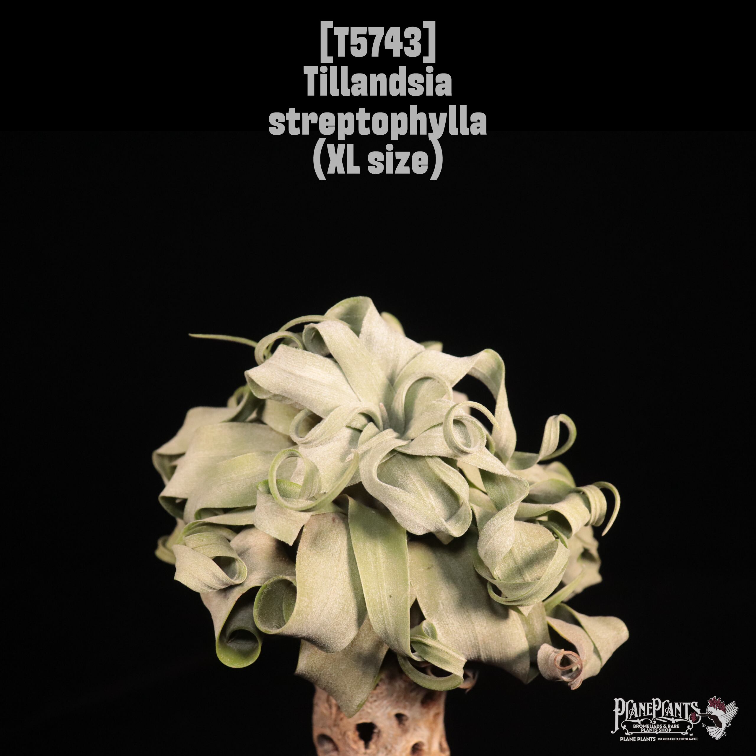 【reserved】Tillandsia streptophylla XL〔ティランジア〕T5743