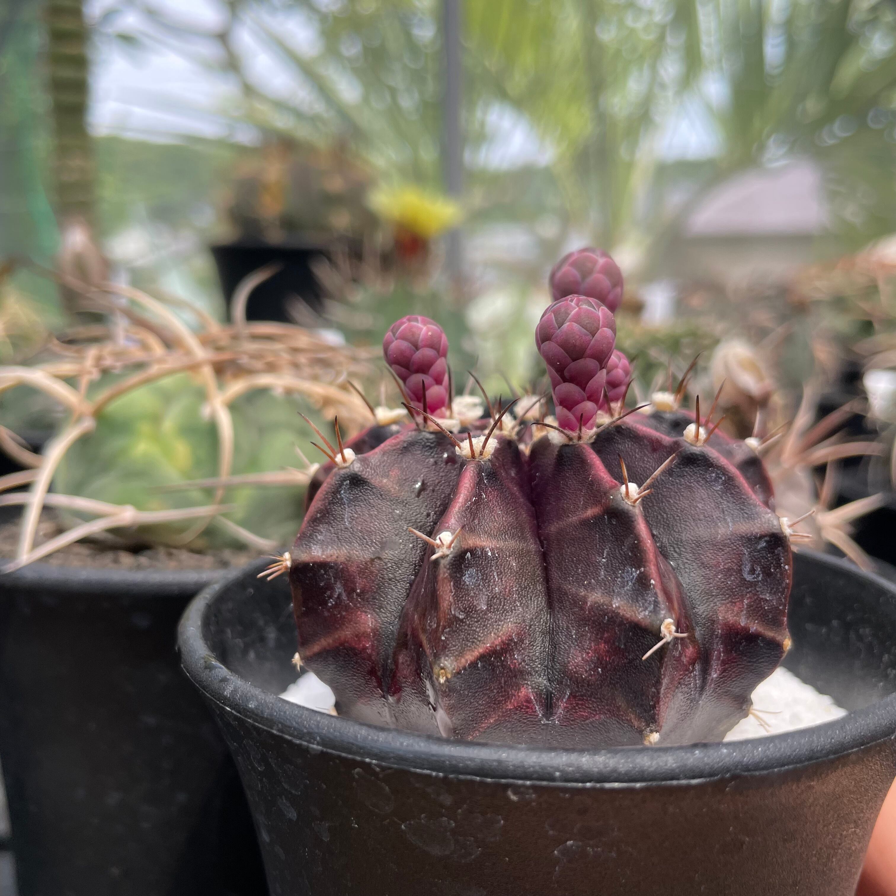 Gymnocalycium friedrichii LB hyb【ギムノカリキウム・LB特黒肌