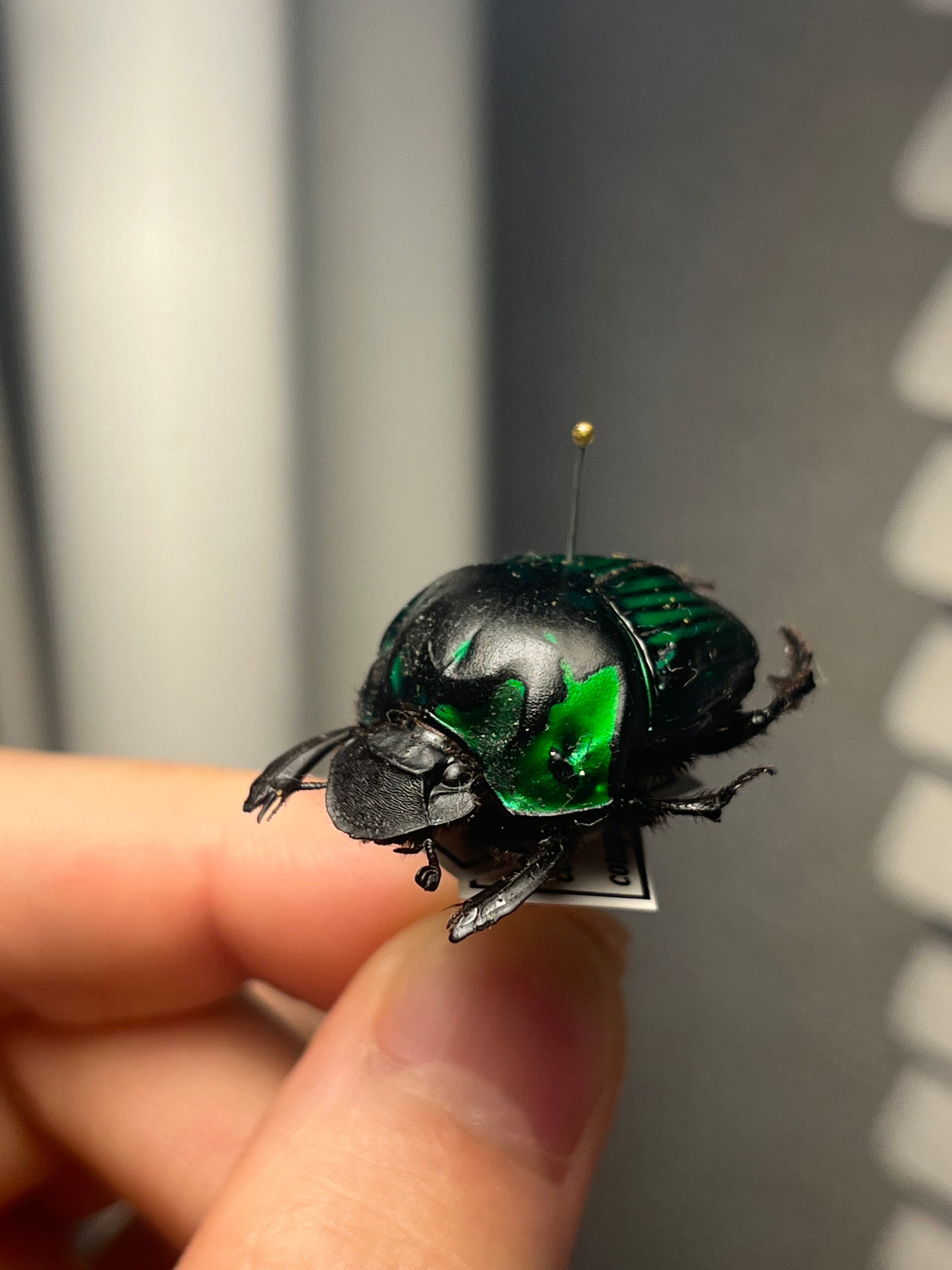 27mm♀】ミドリツヤダイコクコガネ フンチュウ糞虫昆虫標本甲虫