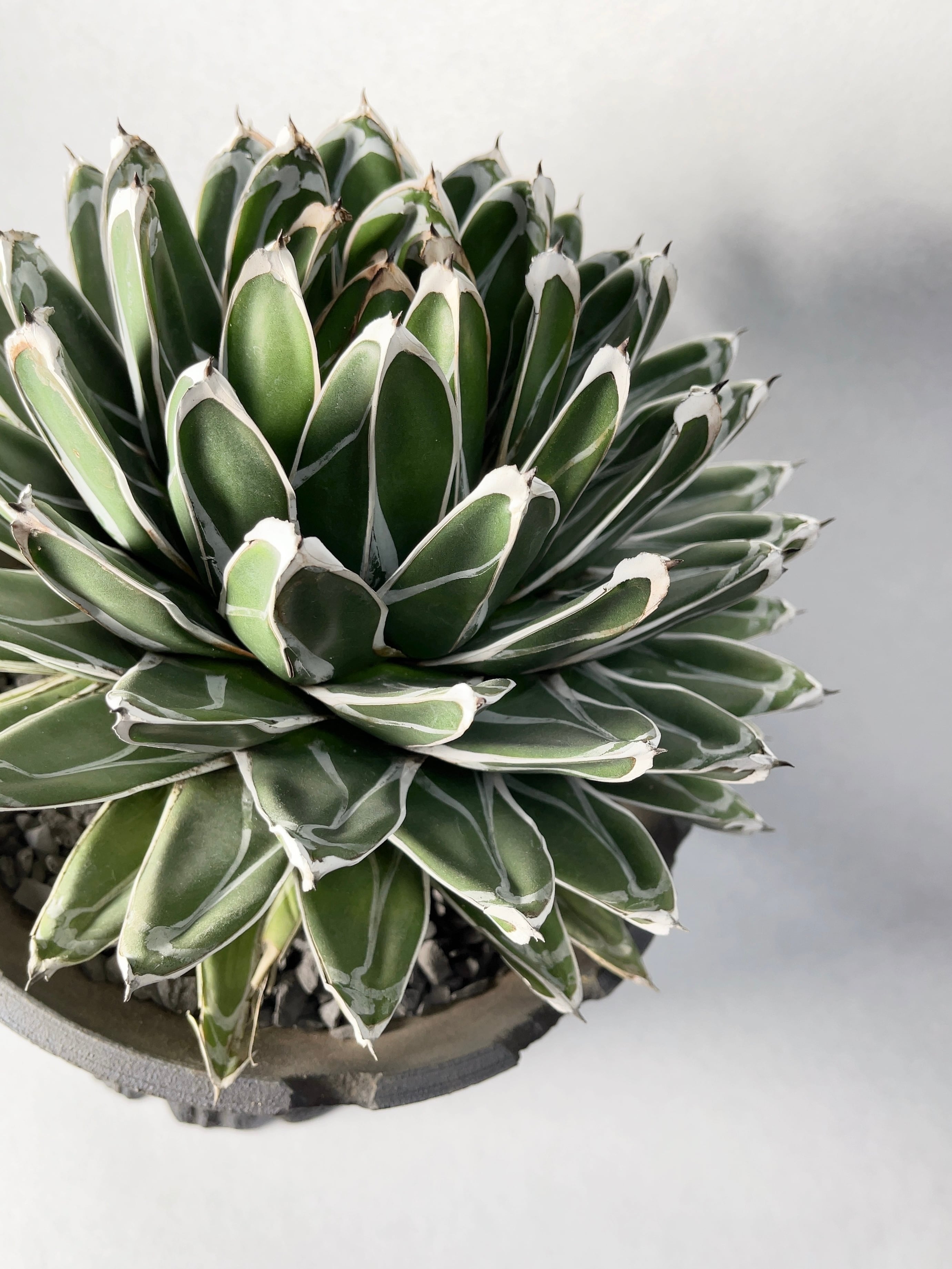 アガベ・笹の雪 | trigger