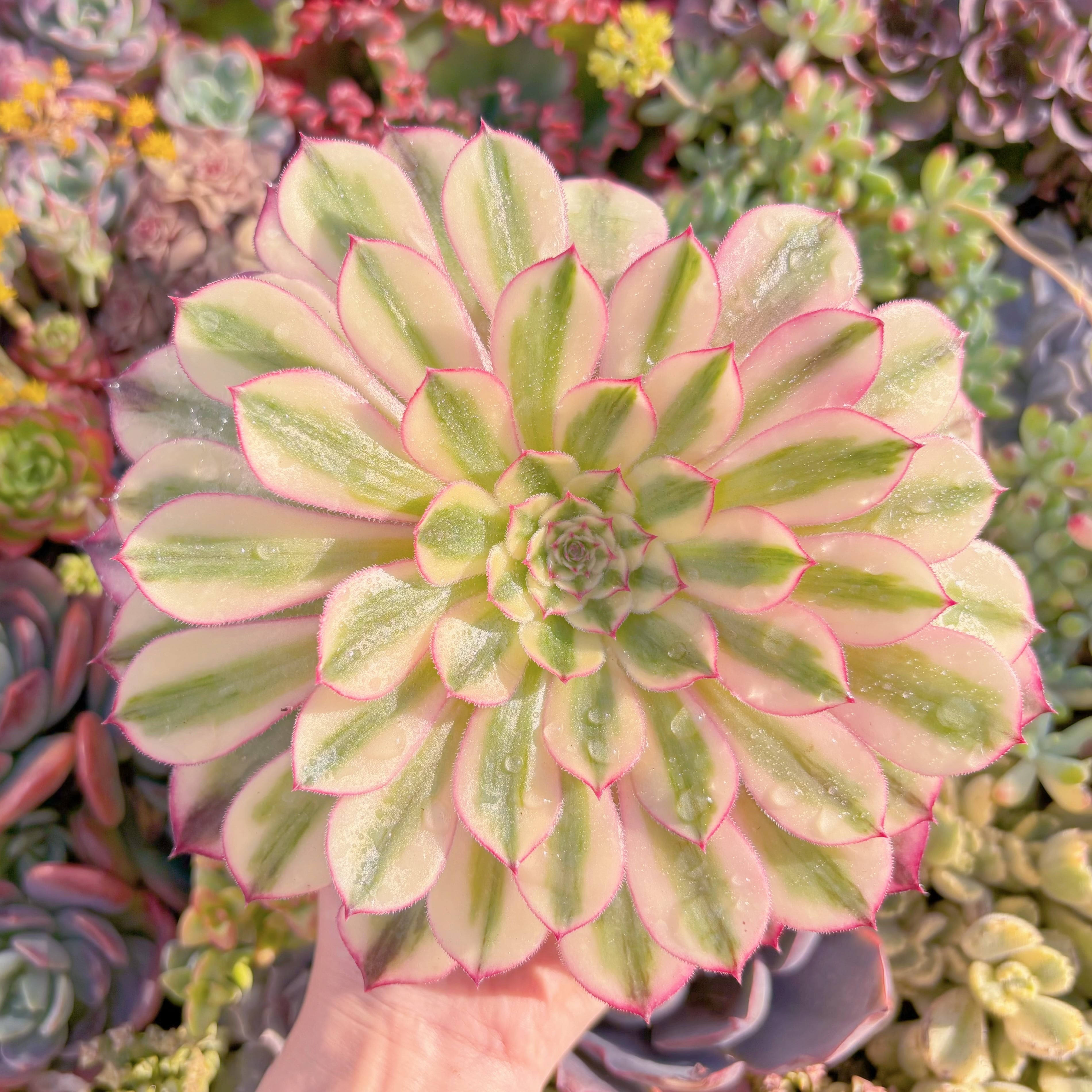 現品　白月光#F010　大苗　るる農園