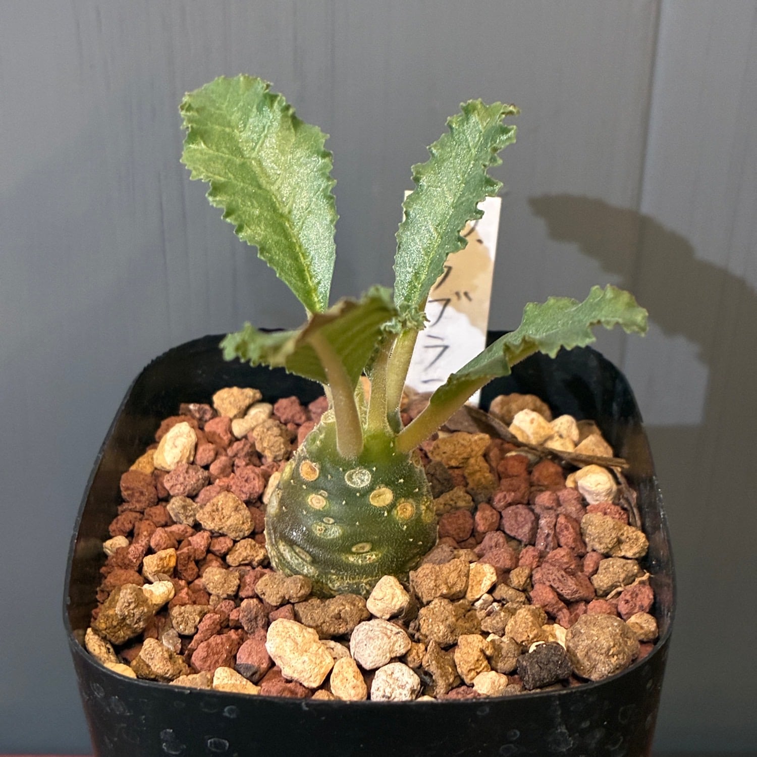 新着3日限定10%OFF】ドルステニア ラブラニー【335】 | PROTOLEAF